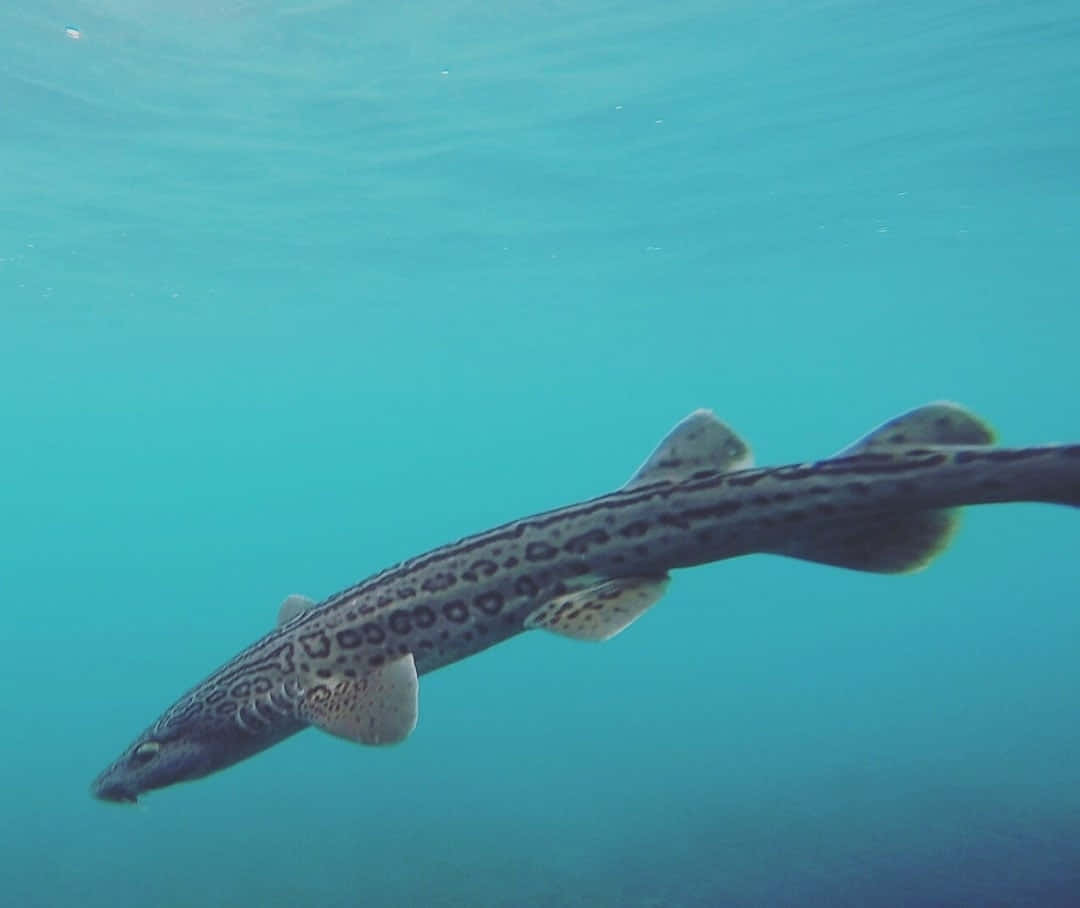 leopard shark, turquoise water, underwater, SD Desktop Wallpaper