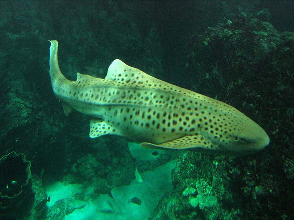 leopard shark, coral reef, dimly lit, SD Desktop Wallpaper
