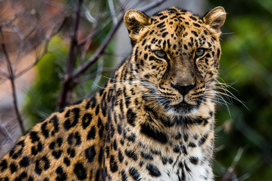 Leopard Wallpapers