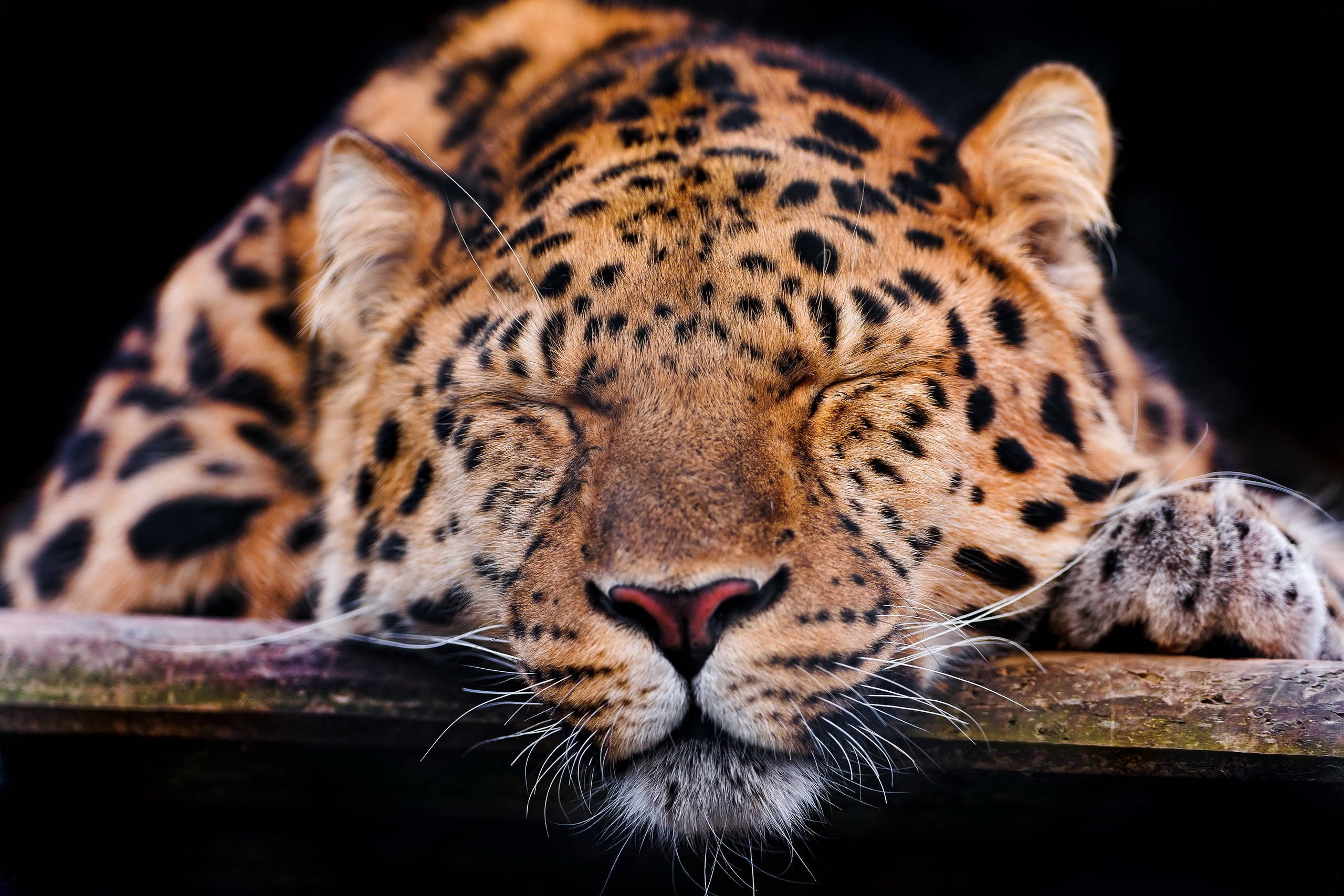 sleeping leopard, wooden surface, dark background, 2K Desktop Wallpaper