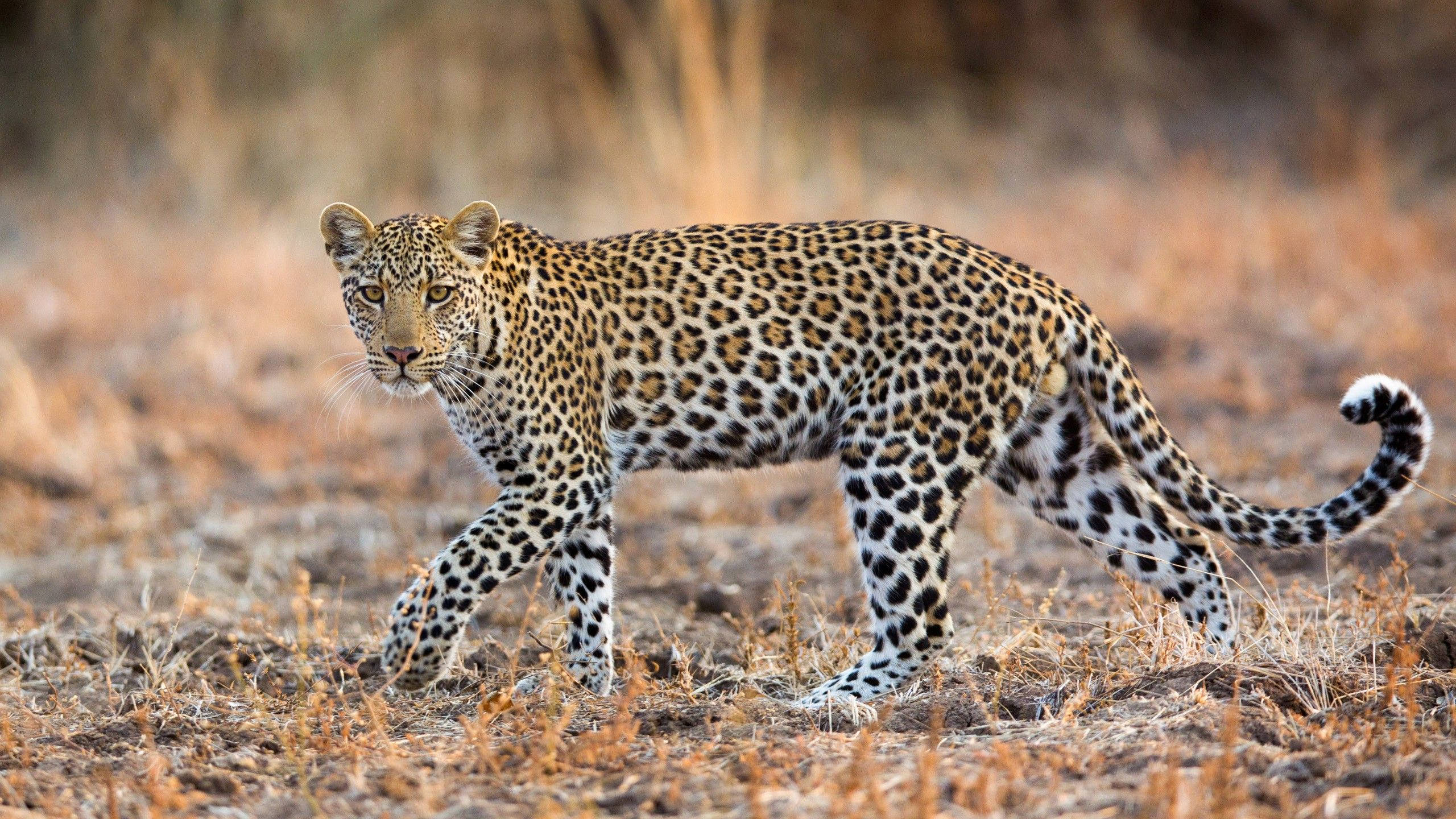 leopard, savannah, golden coat, 2K Desktop Wallpaper