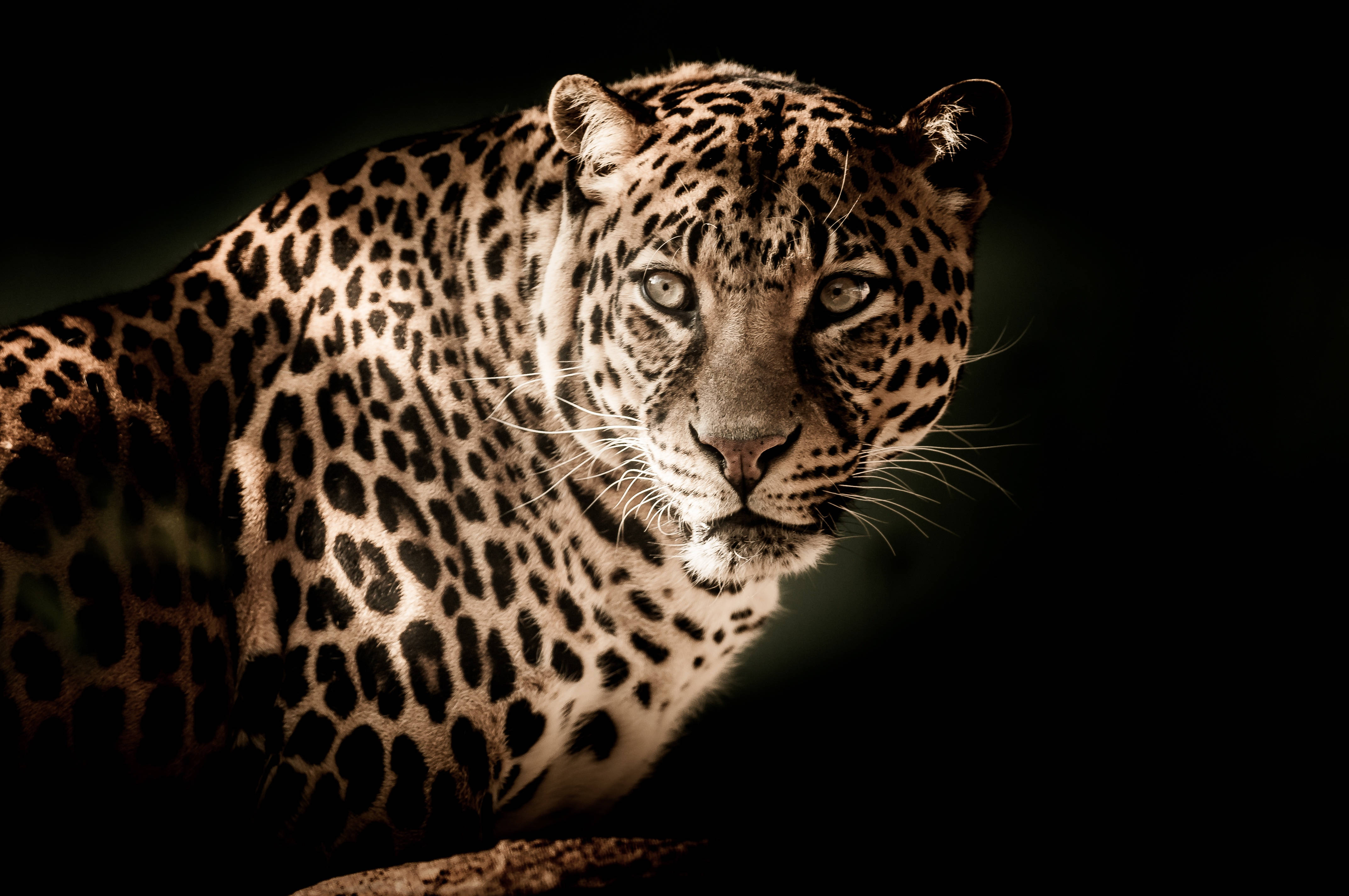glowing eyes, spotted coat, dramatic lighting, 4K Desktop Wallpaper