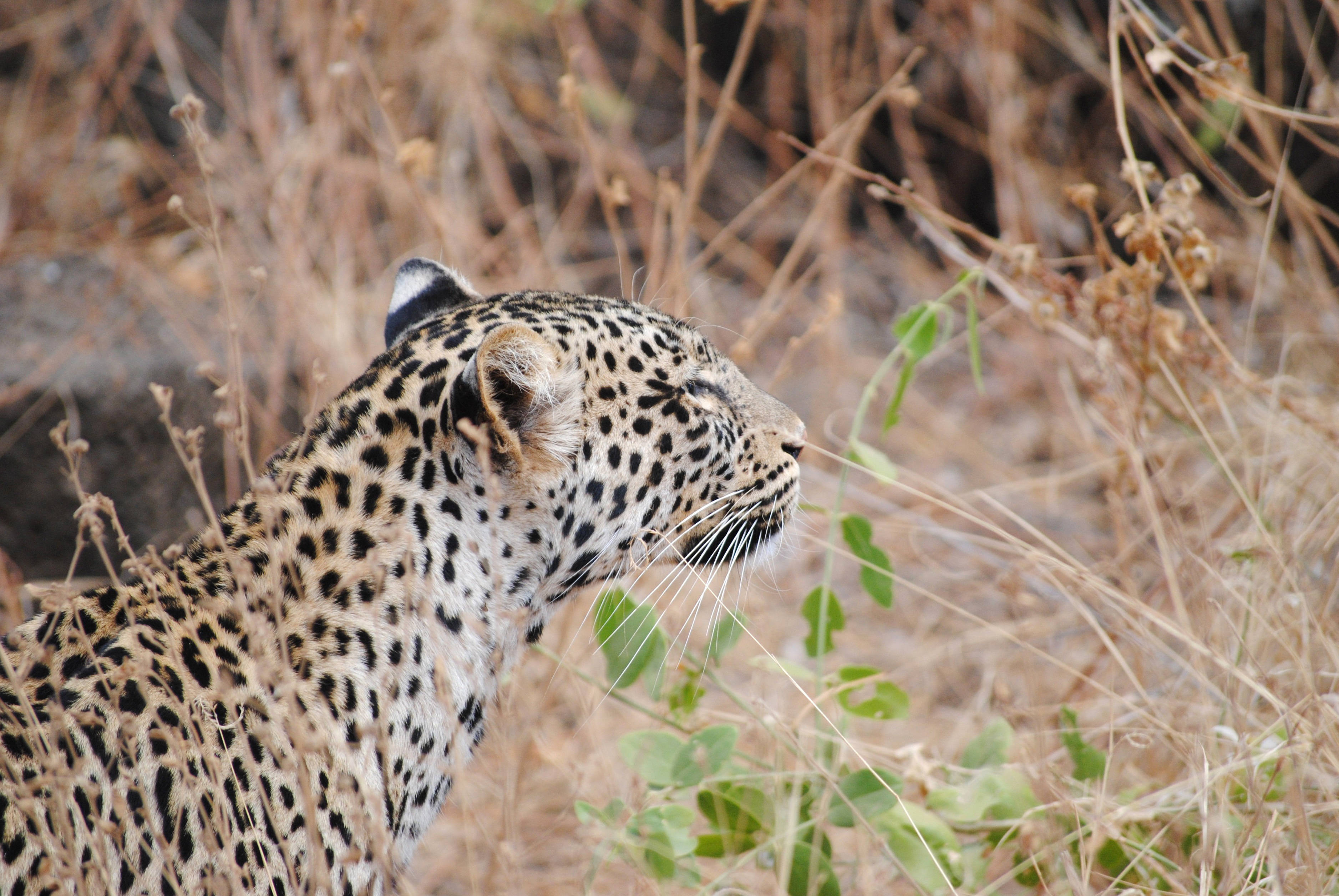leopard, grassland savannah, spotted coat, 2K Desktop Wallpaper