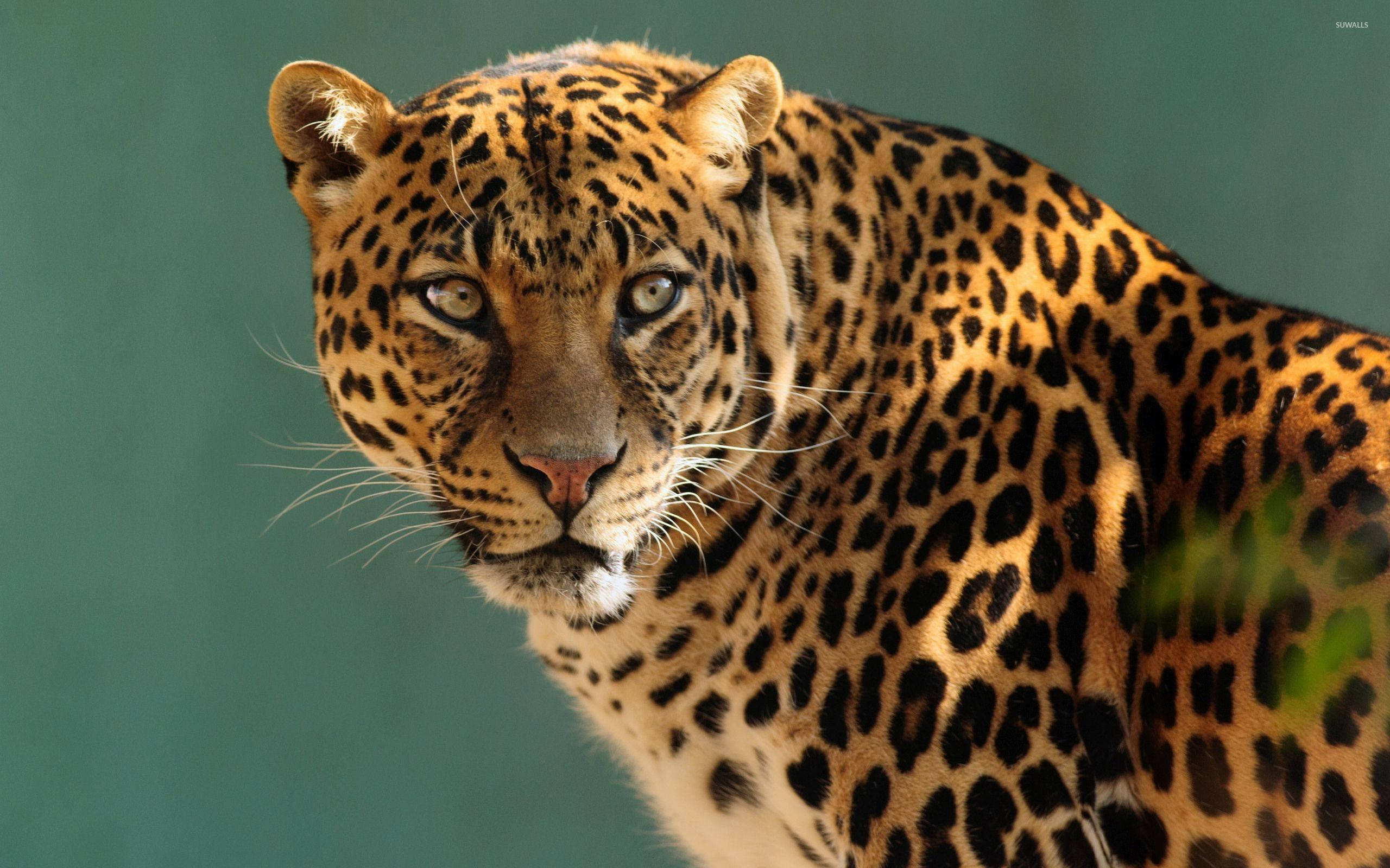 leopard, golden fur, black rosettes, 2K Desktop Wallpaper