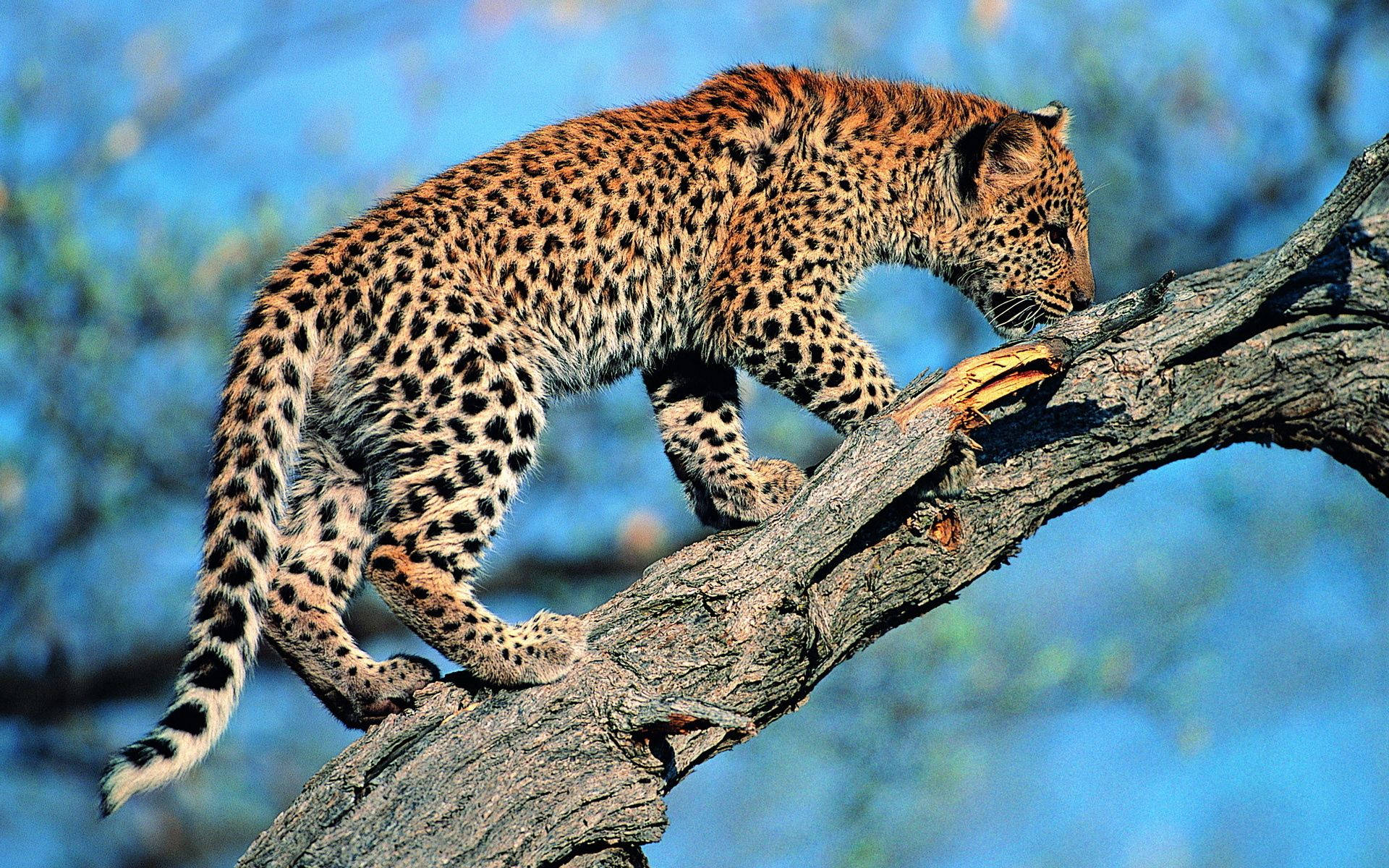 baby leopard, spotted fur, thick tree branch, Full HD Desktop Wallpaper