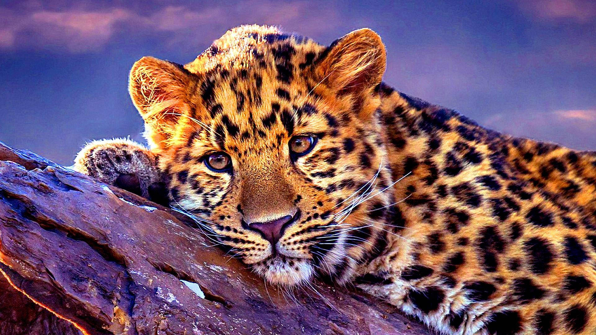 leopard, rock, twilight sky, Full HD Desktop Wallpaper