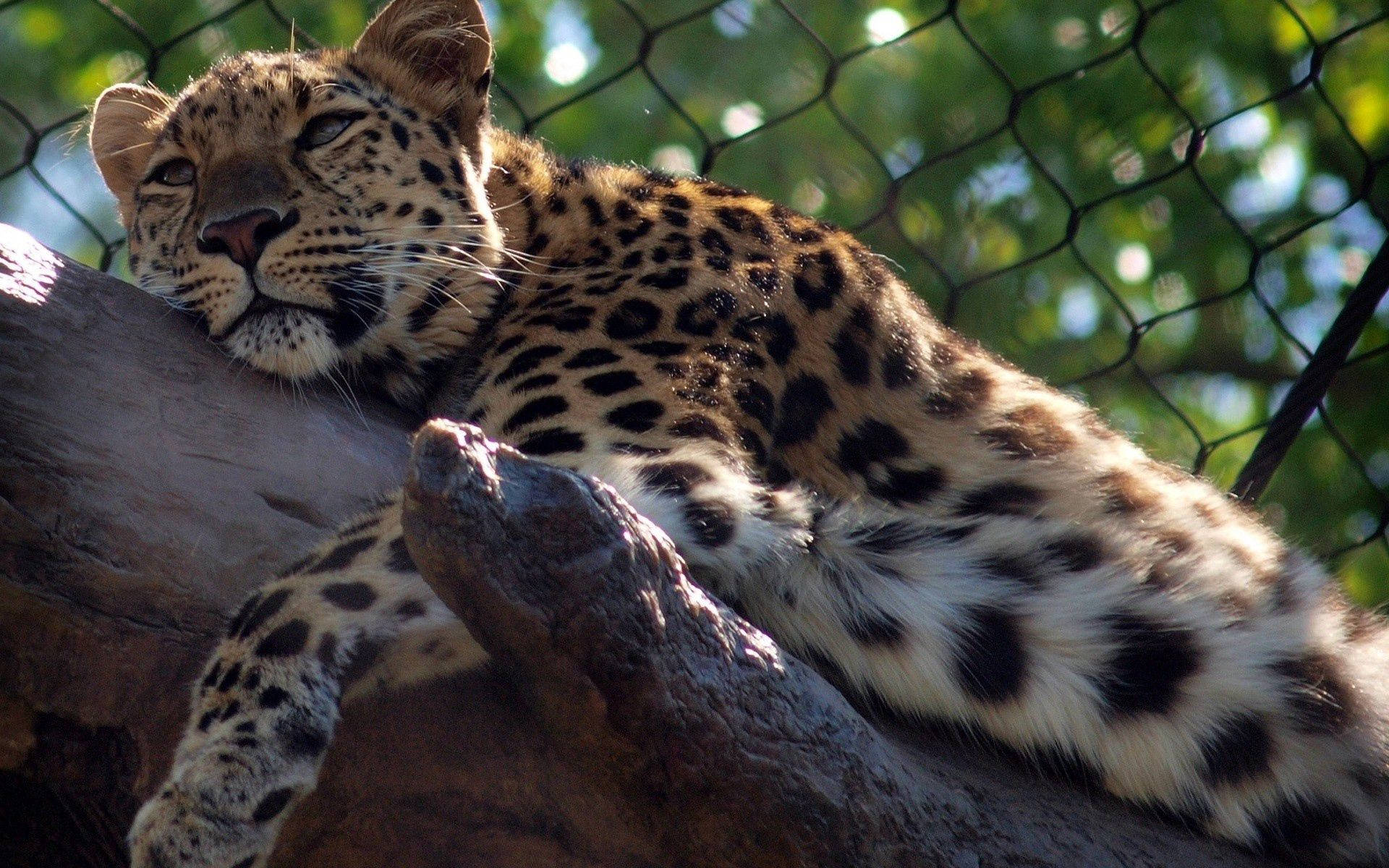 leopard, tree branch, sunlit, Full HD Desktop Wallpaper