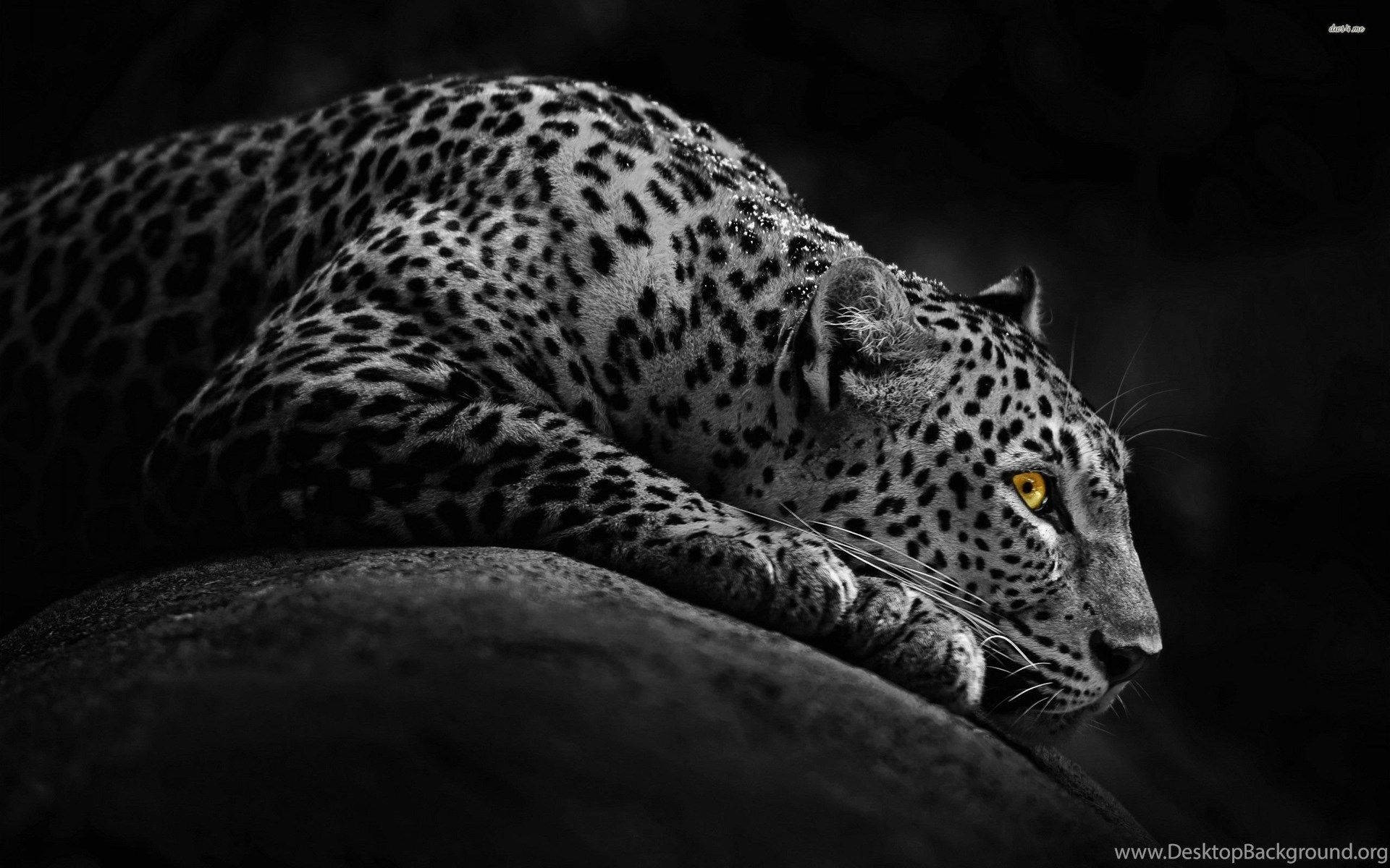 leopard, yellow eyes, rock, Full HD Desktop Wallpaper