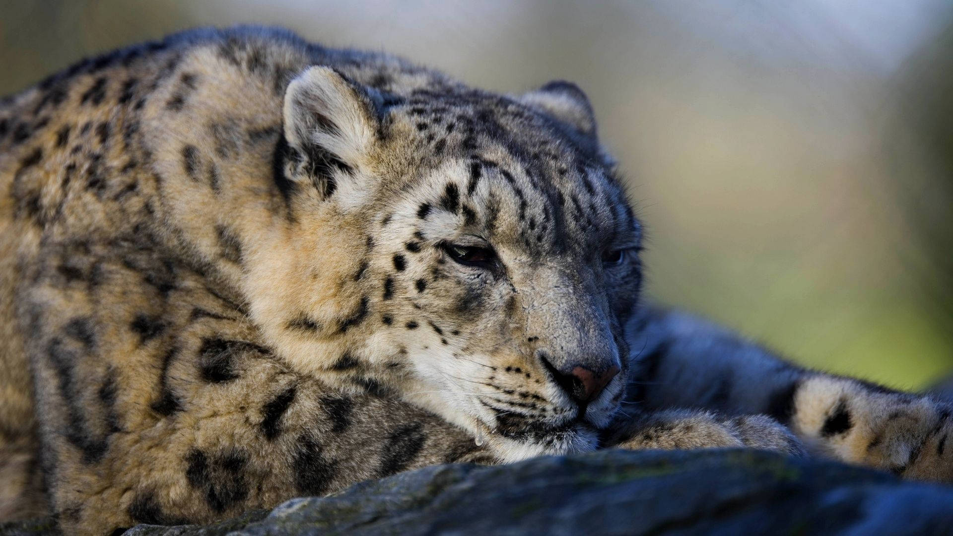 snow leopard, rock, soft fur, Full HD Desktop Wallpaper