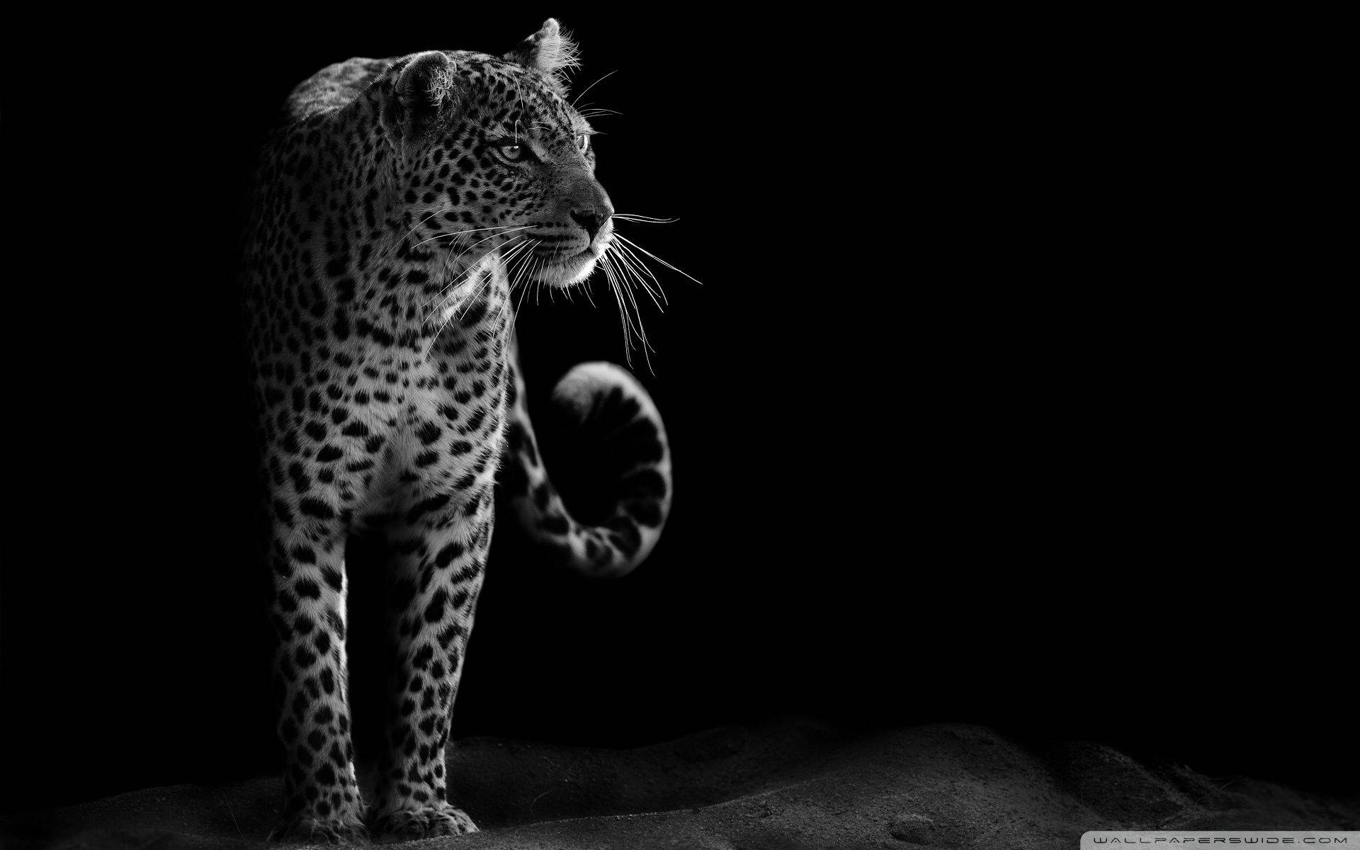 leopard, black and white, pitch-black background, Full HD Desktop Wallpaper