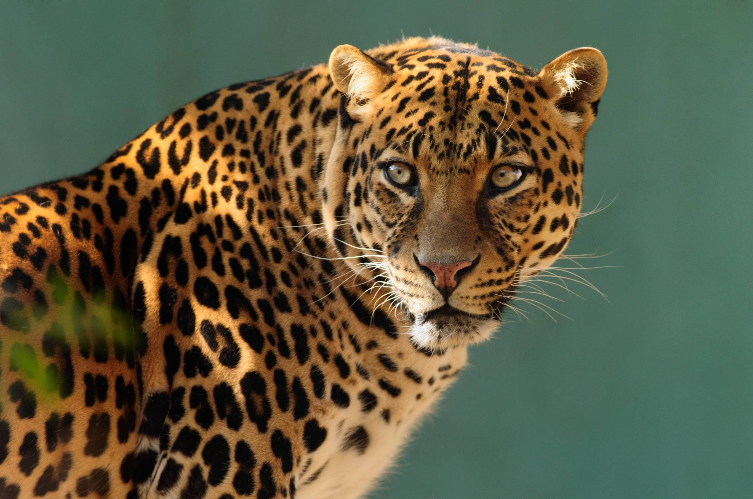 leopard, golden eyes, spotted coat, 2K Desktop Wallpaper