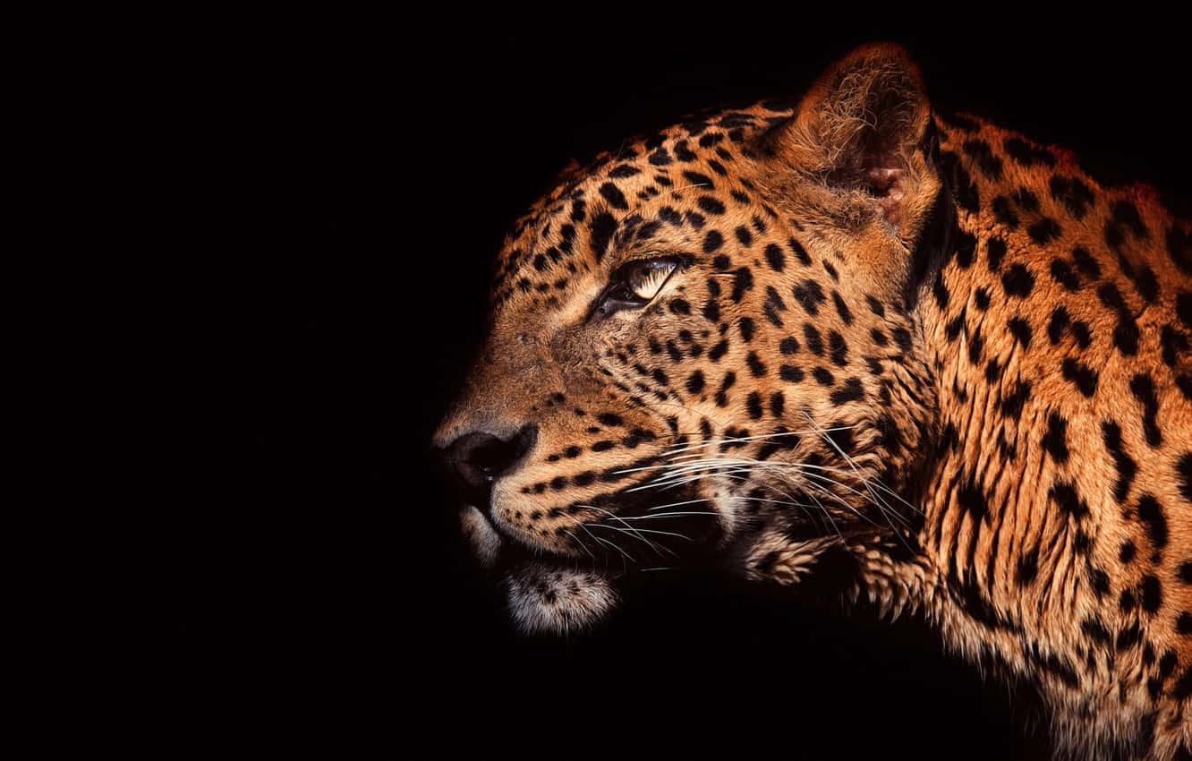 leopard, side profile, spotted fur, HD Desktop Wallpaper