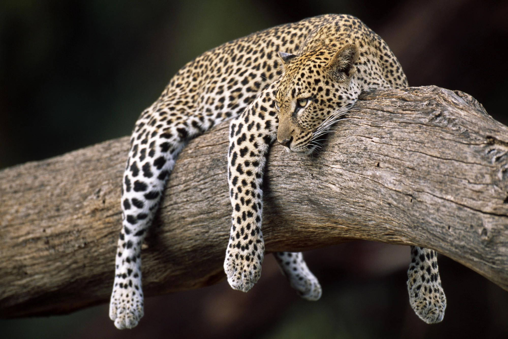 leopard, tree branch, thick tree branch, Full HD Desktop Wallpaper