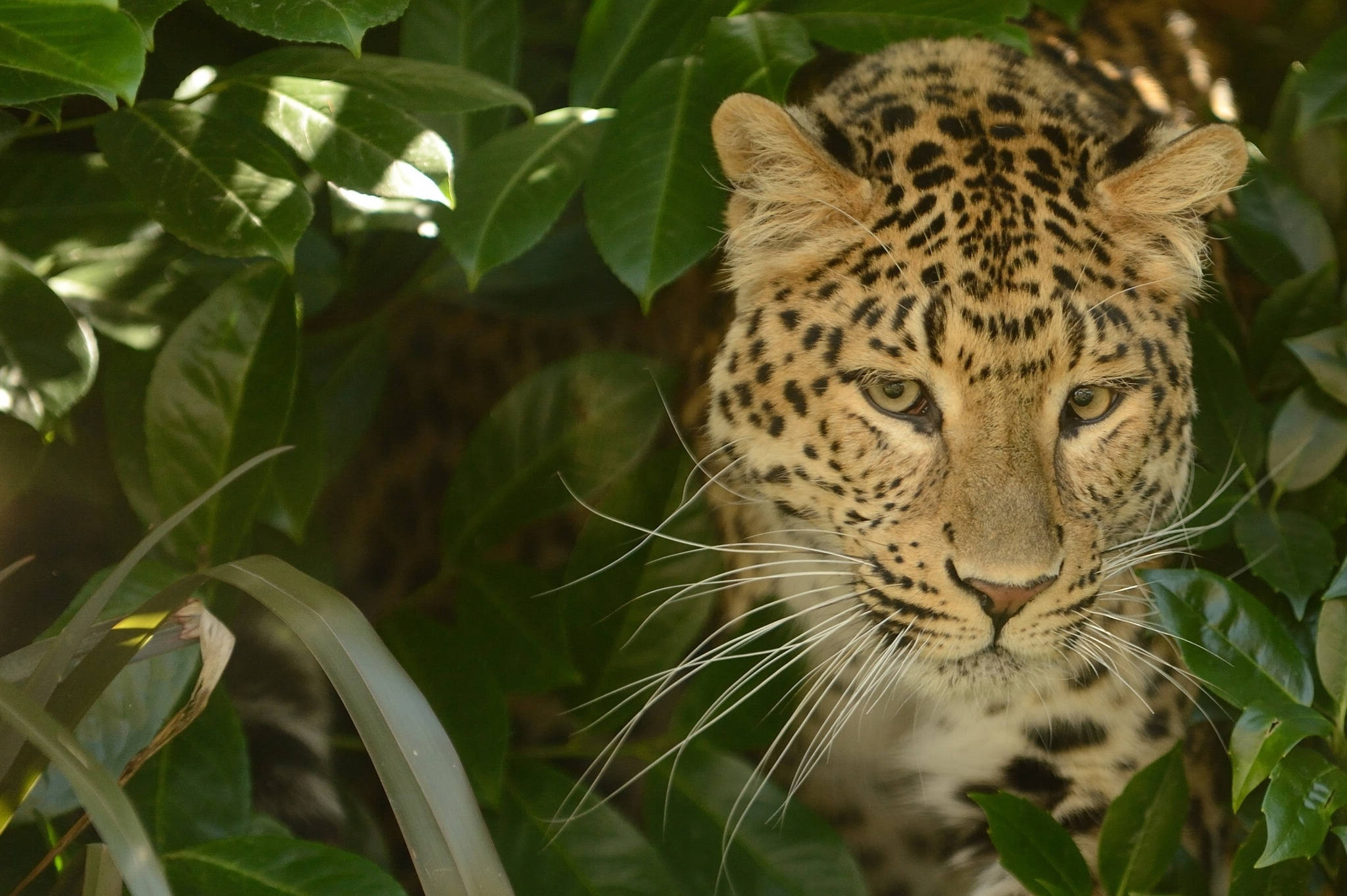 leopard, jungle, golden fur, Full HD Desktop Wallpaper