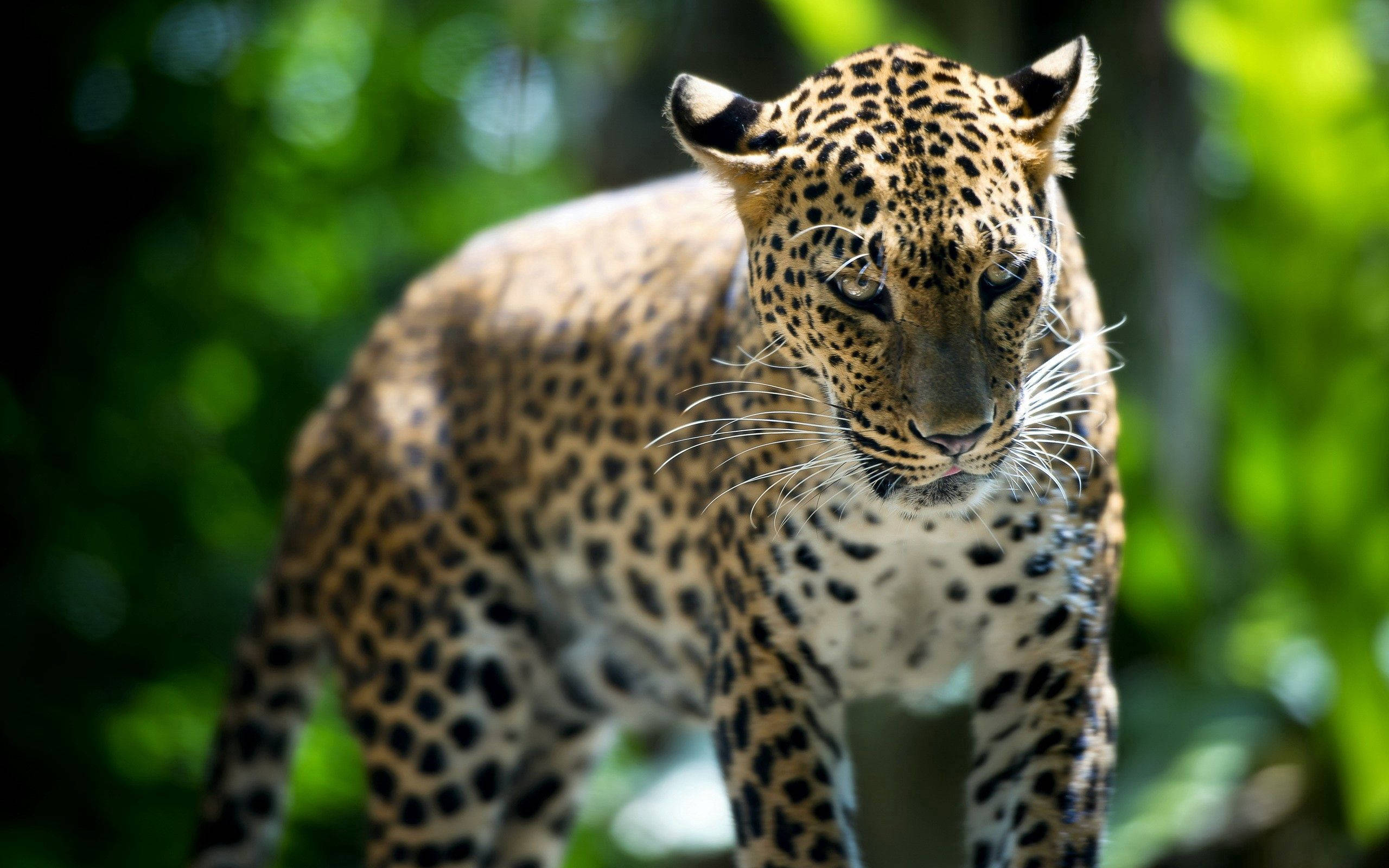leopard, golden fur, black rosettes, 2K Desktop Wallpaper