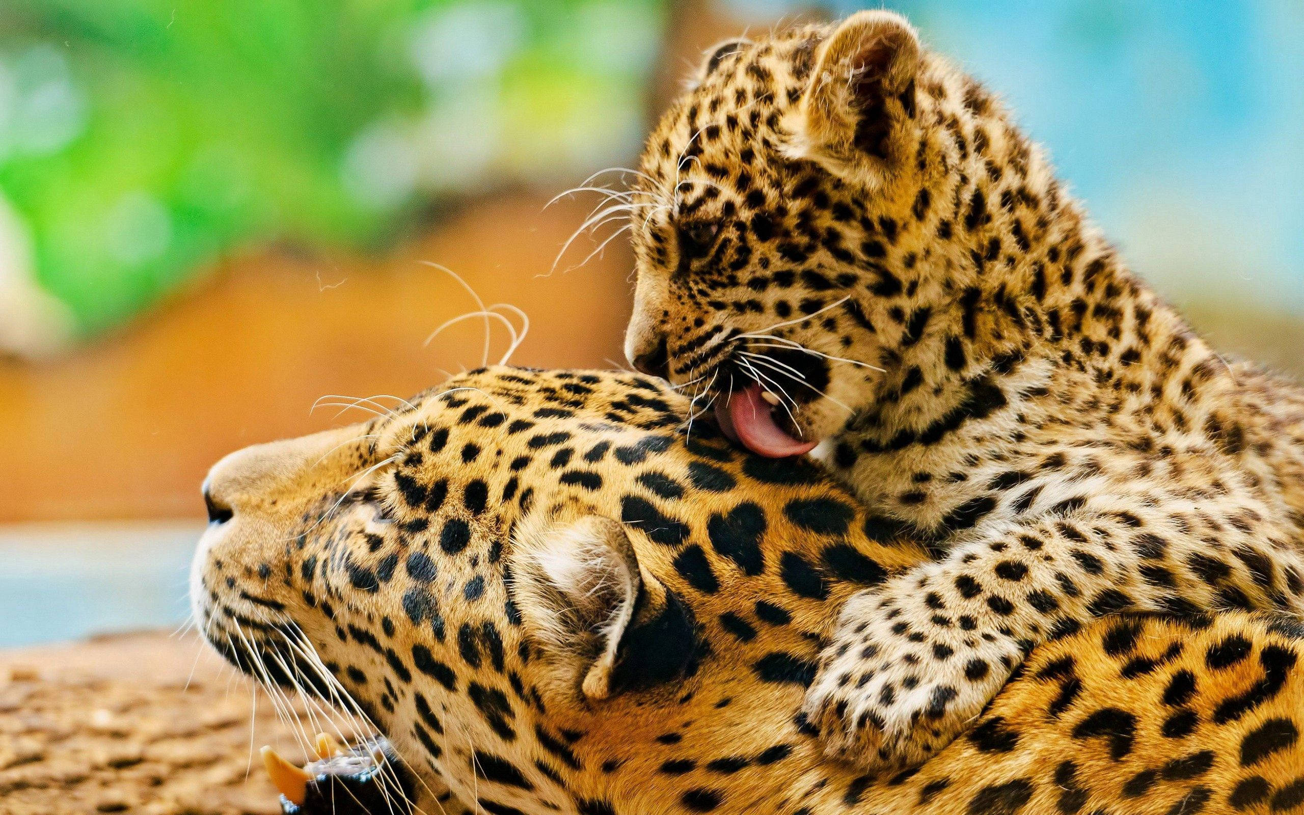 mother leopard, baby leopard, leopard cub, 2K Desktop Wallpaper