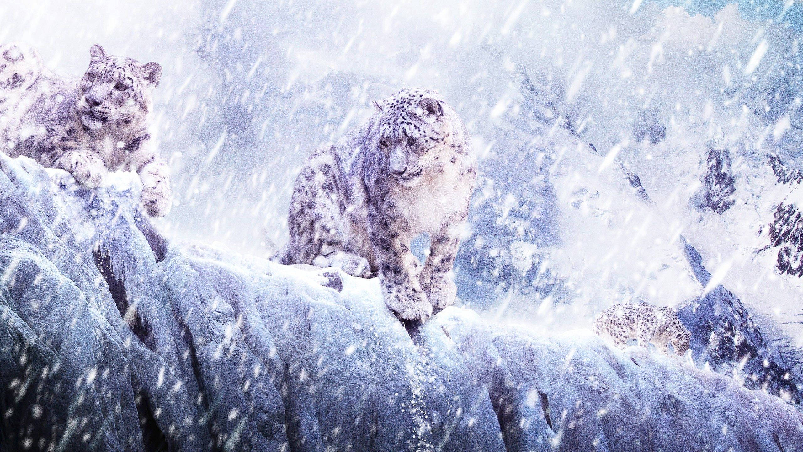 three snow leopards, icy cliffs, snow falls, 2K Desktop Wallpaper