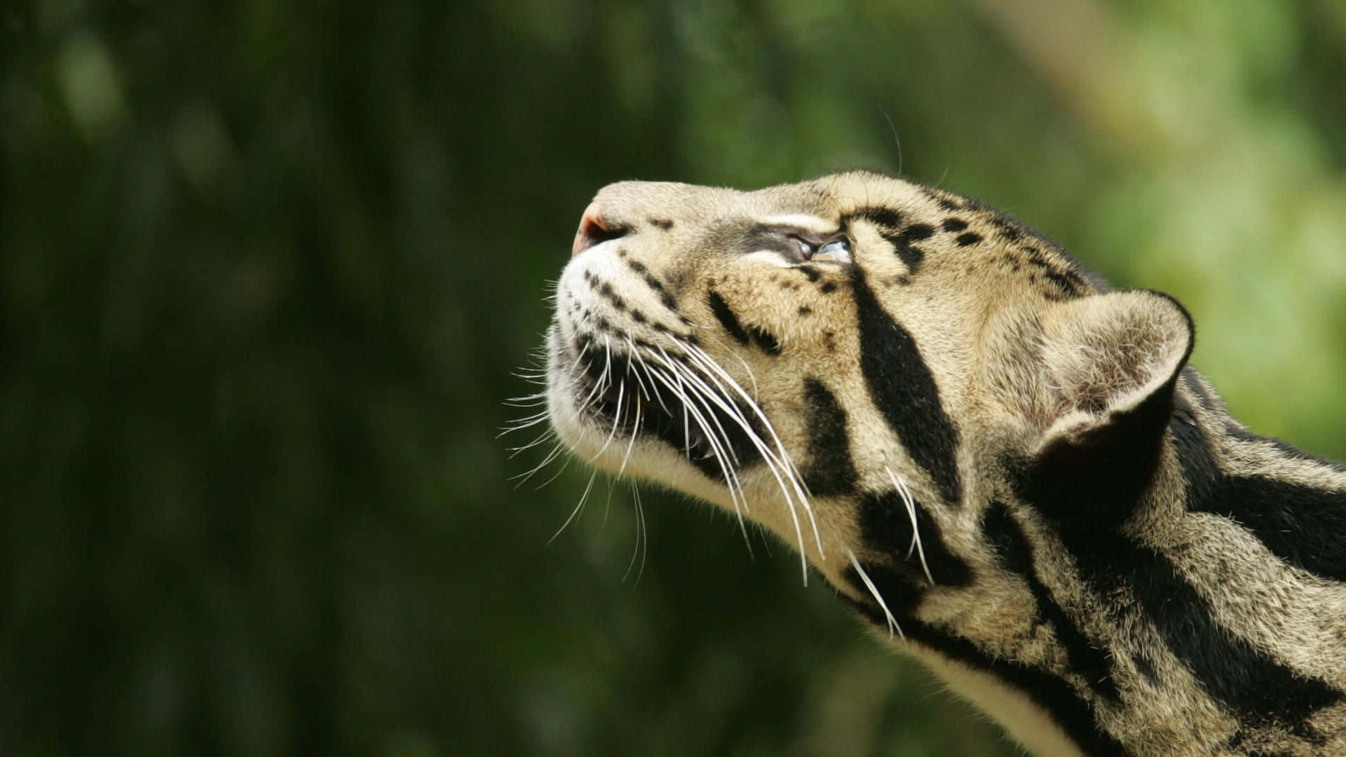 clouded leopard, serene face, blurred green forest backdrop, Full HD Desktop Wallpaper