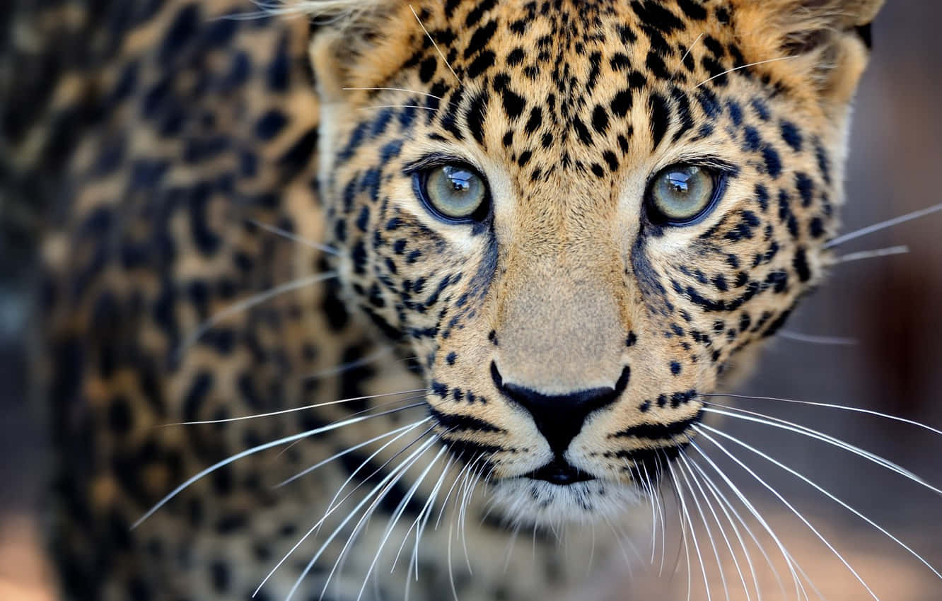 leopard, piercing blue eyes, detailed spotted fur, HD Desktop Wallpaper