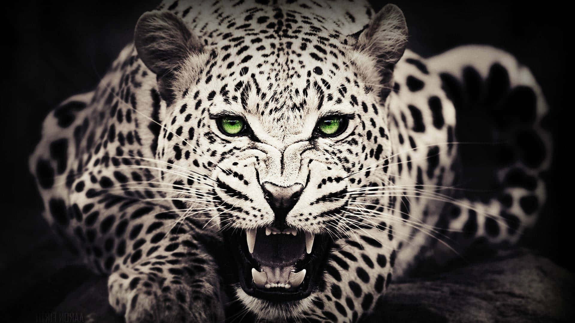 leopard, green eyes, sepia aesthetic, Full HD Desktop Wallpaper