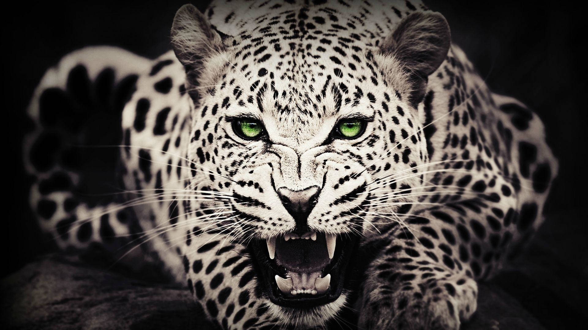 leopard, green eyes, roars, Full HD Desktop Wallpaper