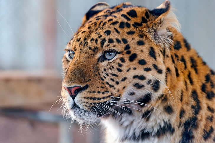 leopard, golden fur, black rosettes, SD Desktop Wallpaper