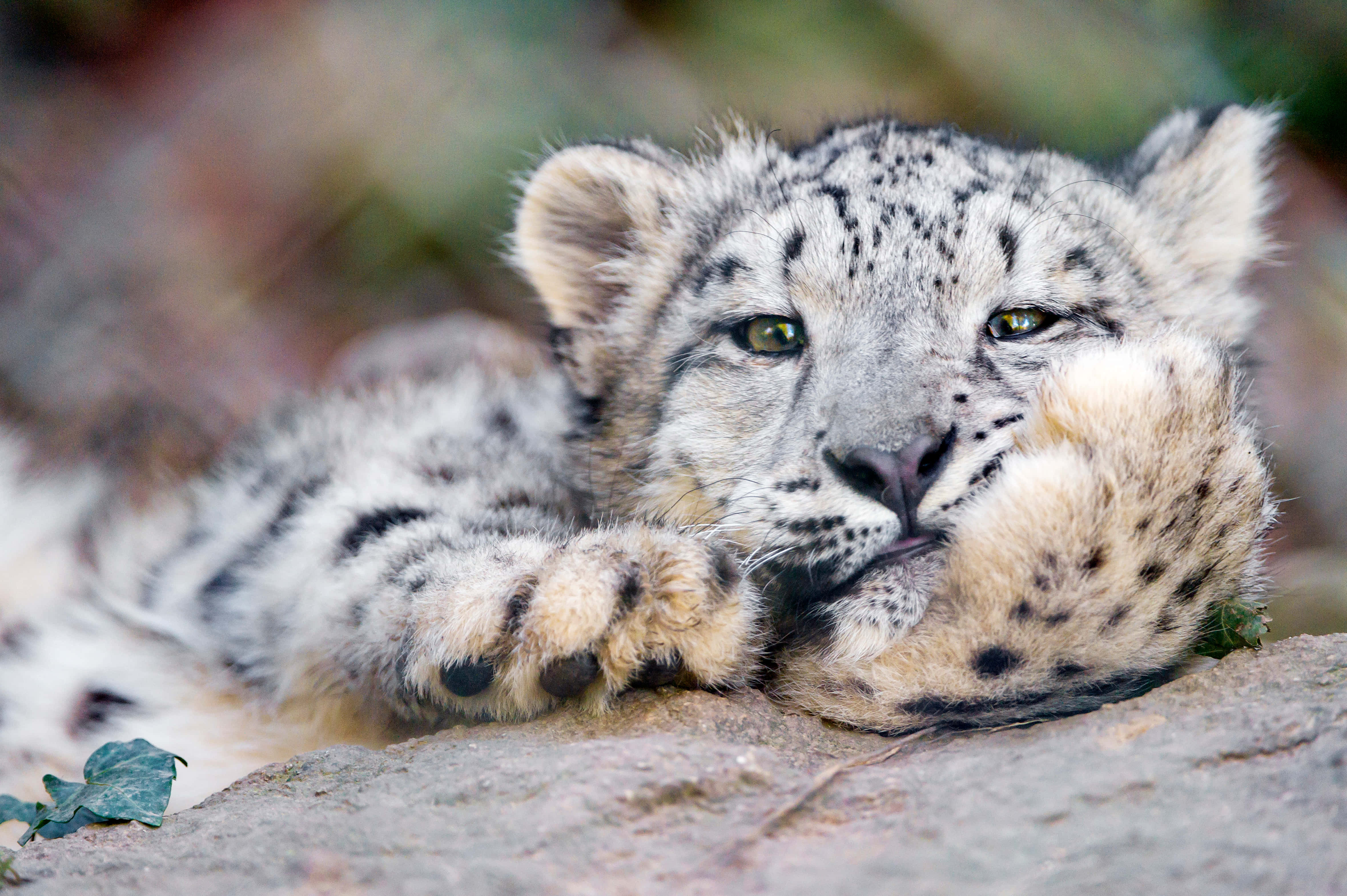 snow leopard cub, rock, paw, 4K Desktop Wallpaper