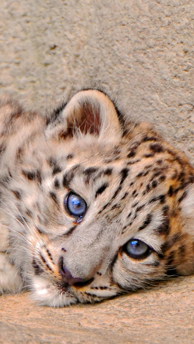 snow leopard cub, striking blue eyes, textured stone surface, SD Phone Wallpaper