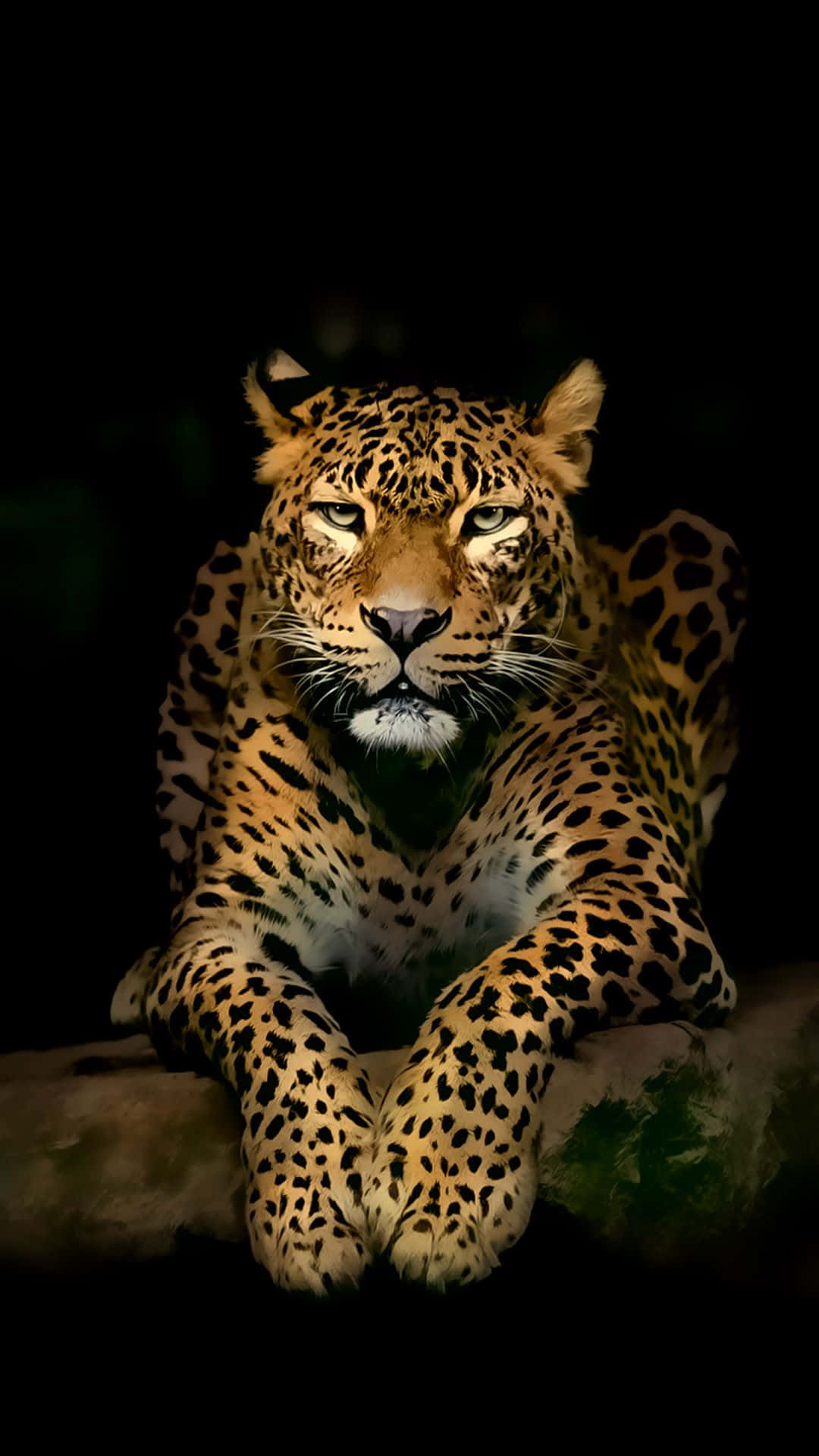 leopard, golden fur, black rosettes, Full HD Phone Wallpaper