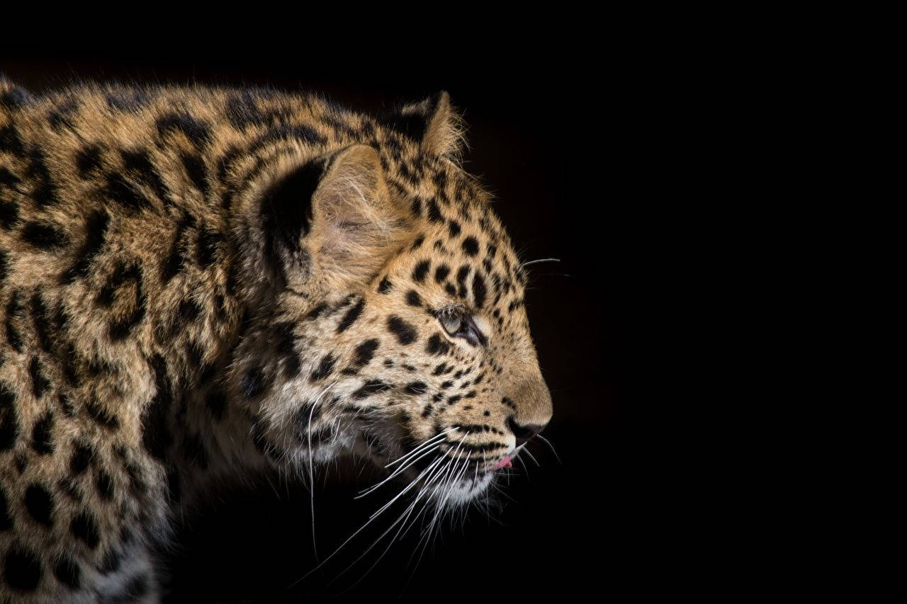 leopard, black, close-up, HD Desktop Wallpaper