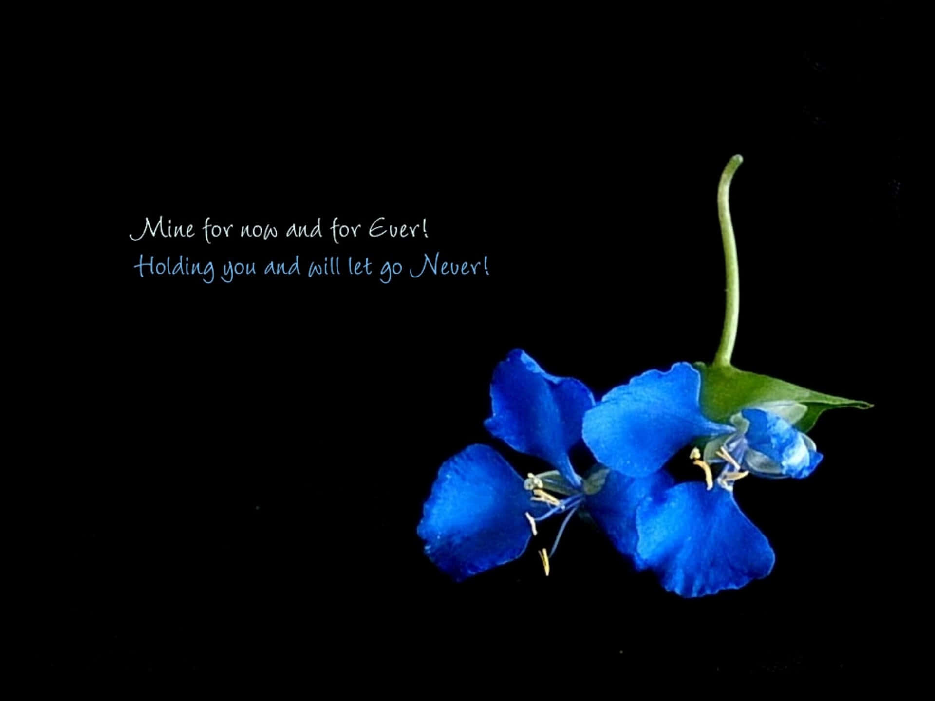 blue flower, green stem, text, Full HD Desktop Wallpaper