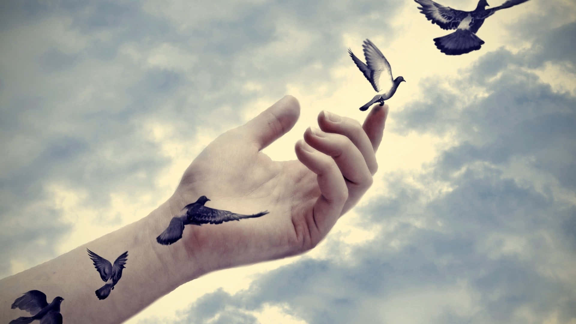 Let Go, pigeons, cloudy sky, Full HD Desktop Wallpaper