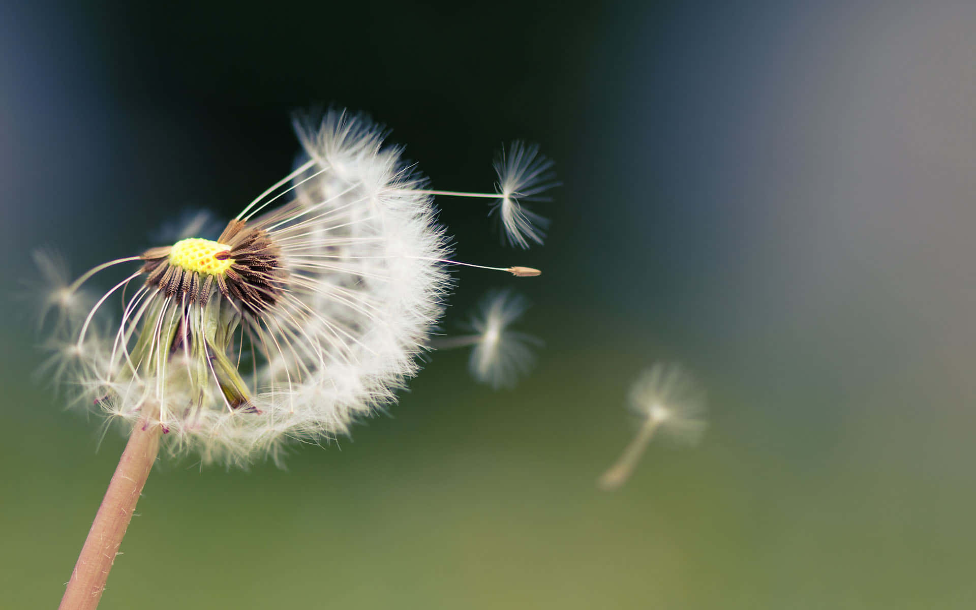 Let Go, dandelion clock, seeds drifting away, Full HD Desktop Wallpaper