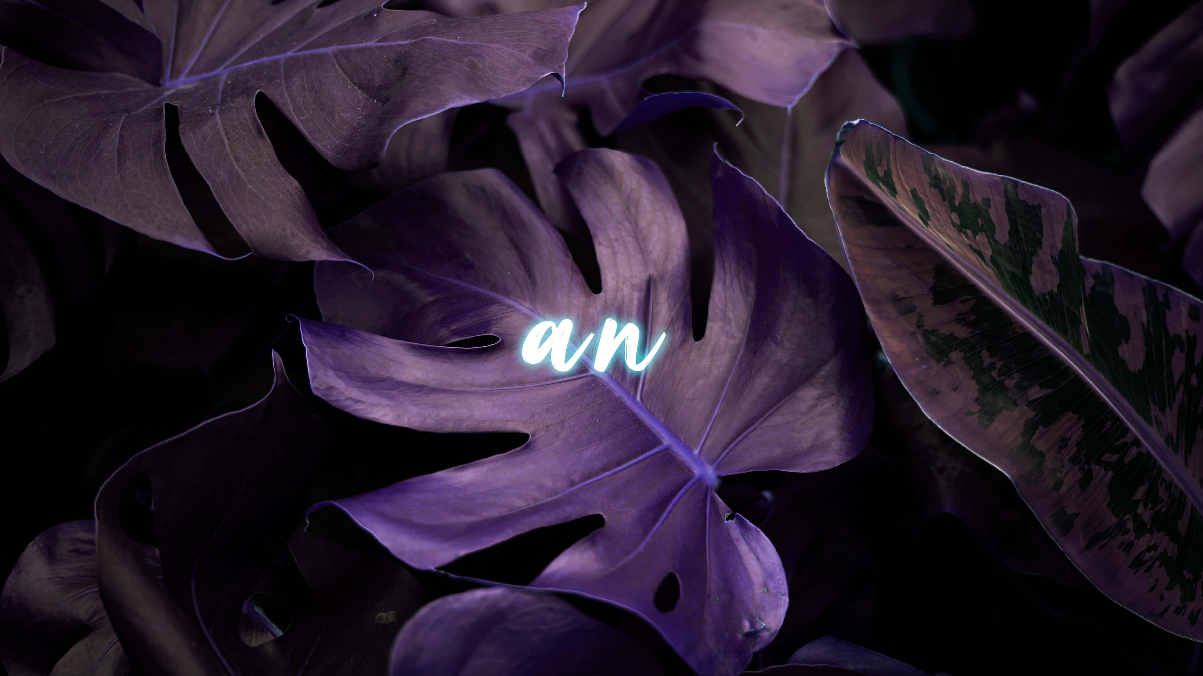Neon Blue An, vibrant purple monstera leaves, neon light, 4K Desktop Wallpaper