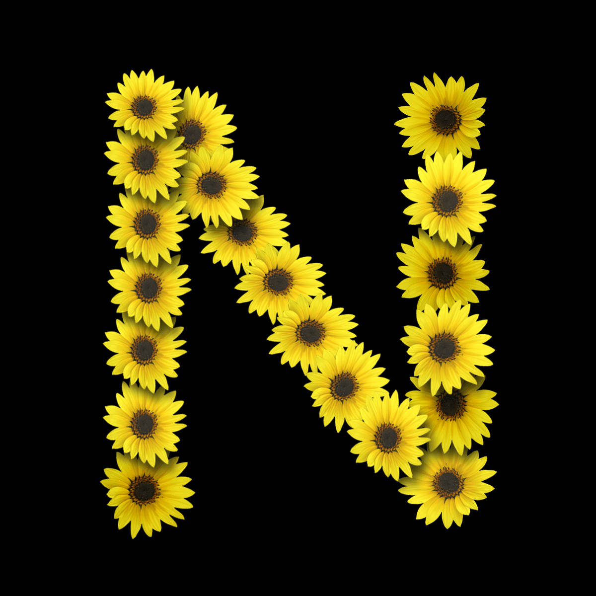 Letter N, sunflowers, vibrant yellow, SD Desktop Wallpaper