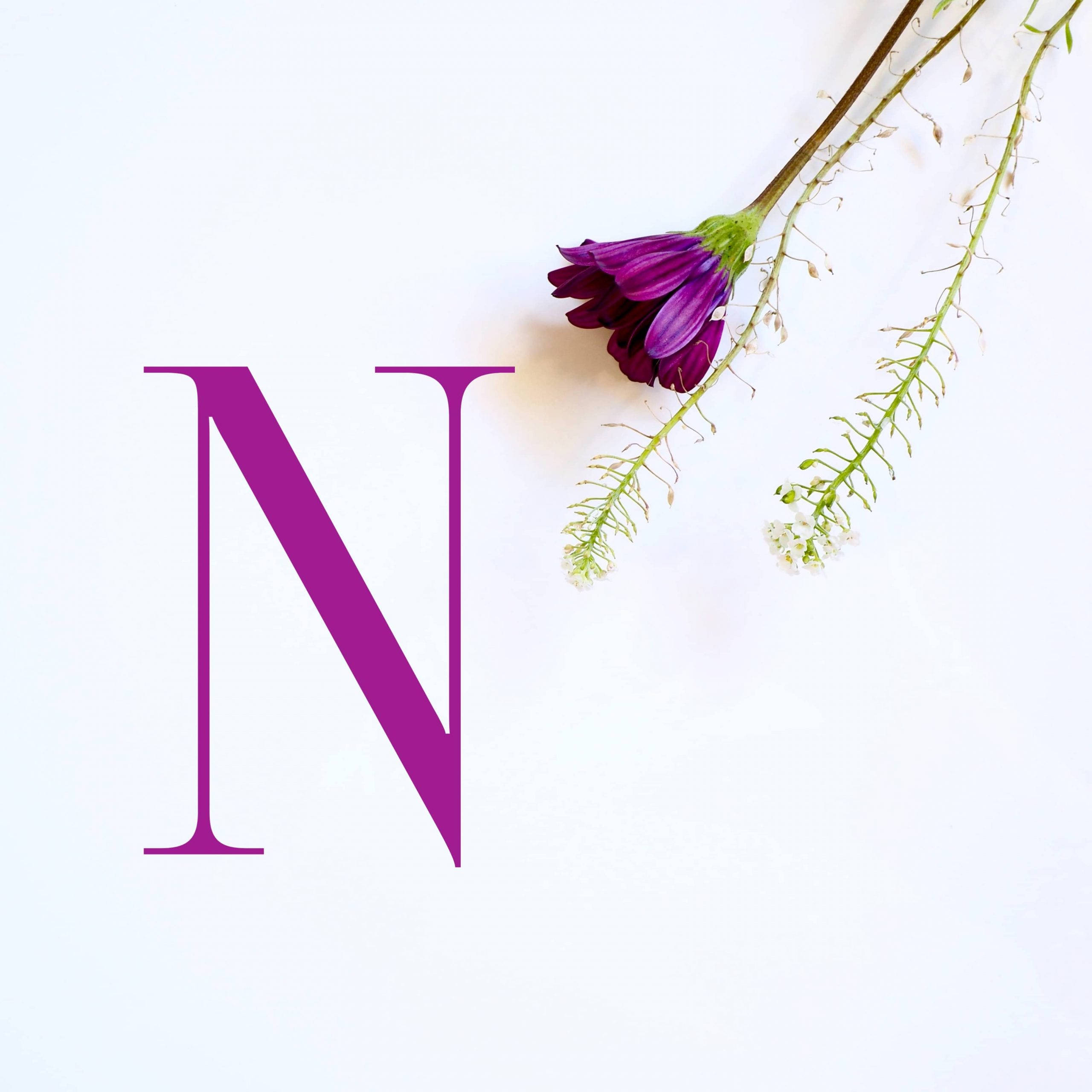 Letter N, purple flower, wilting purple flower, 2K Desktop Wallpaper