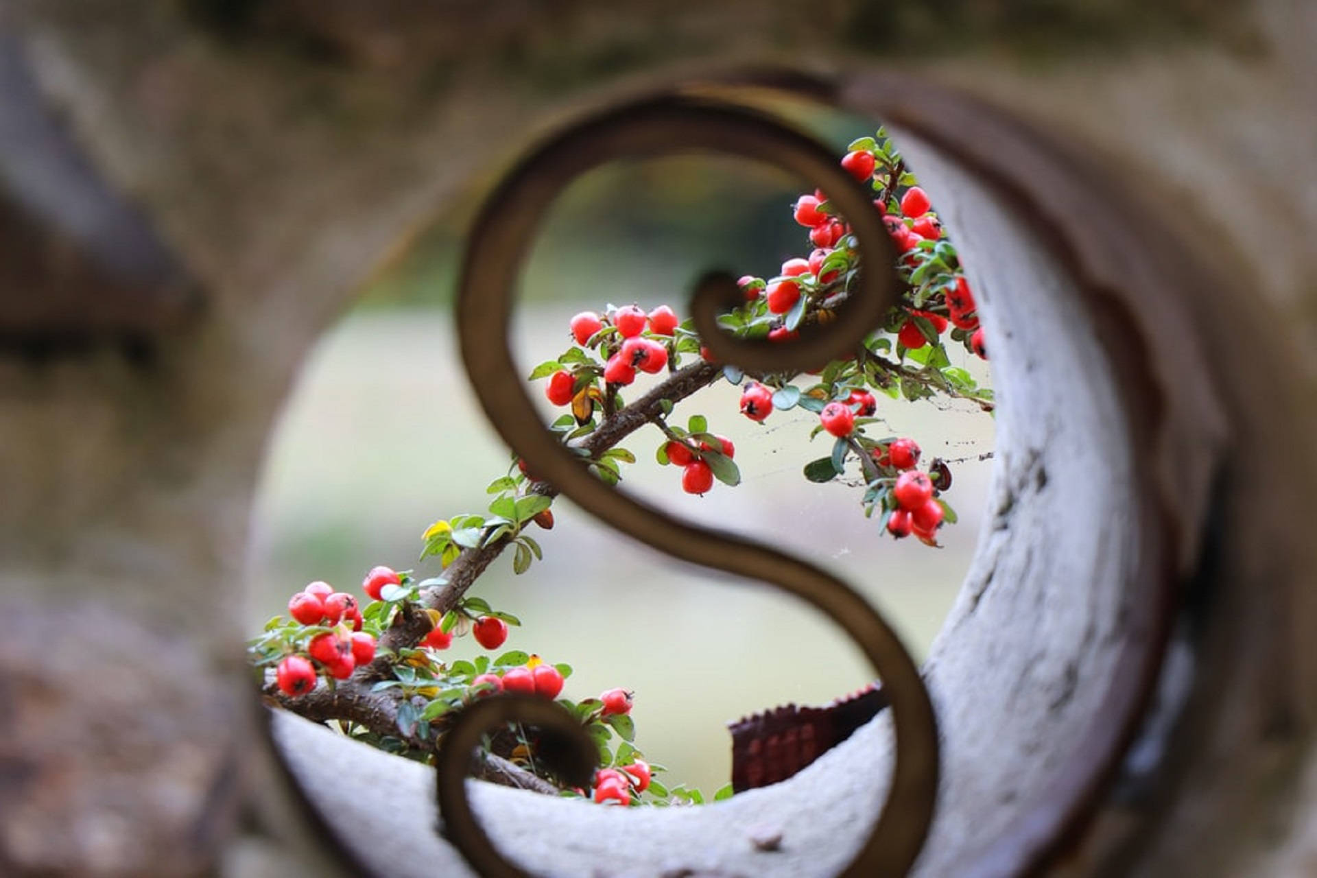 Letter S, rustic S-shaped metal scroll, vibrant red berries, Full HD Desktop Wallpaper
