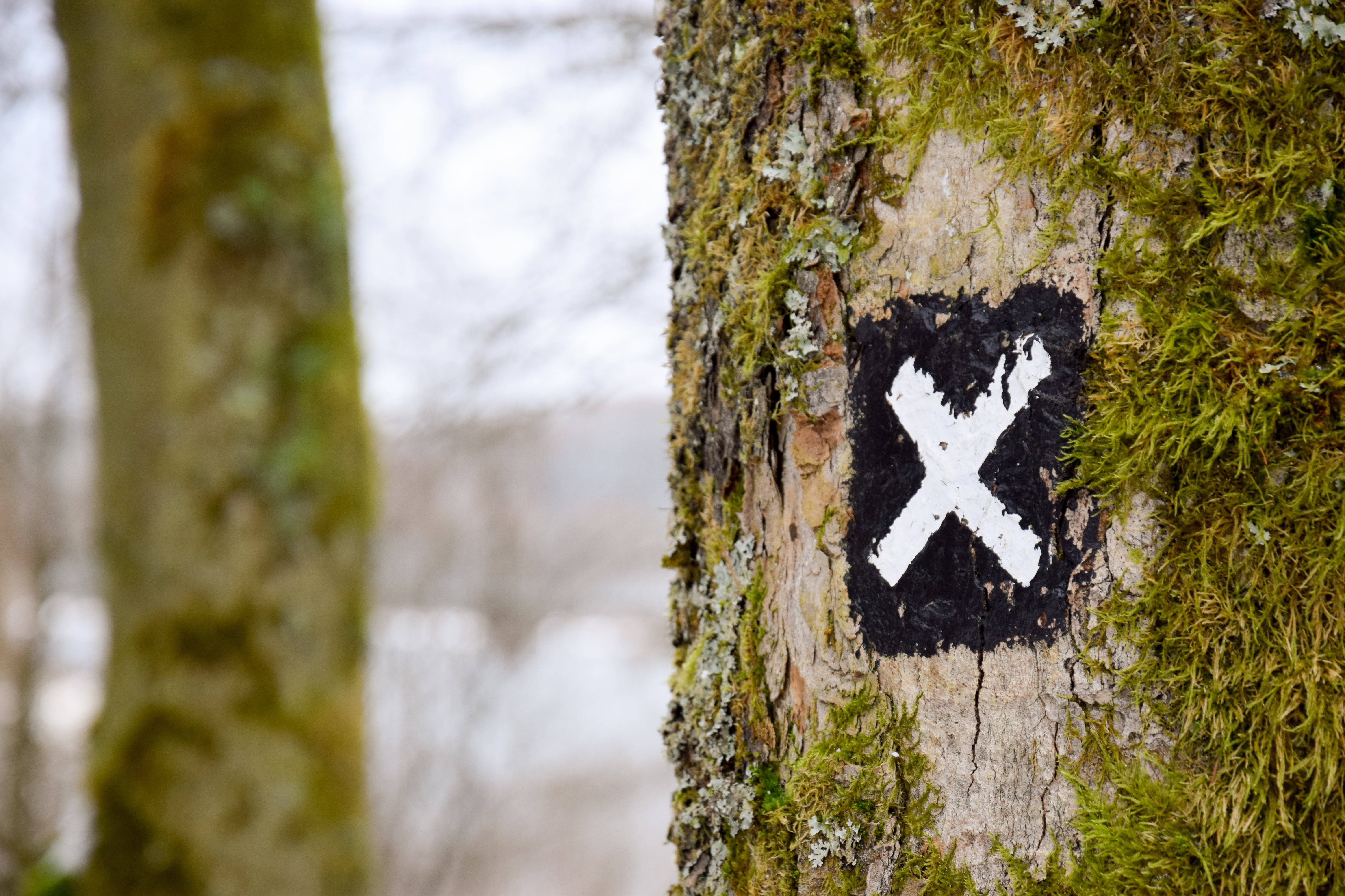 Letter X, white X trail marker, mossy tree trunk, 5K Desktop Wallpaper