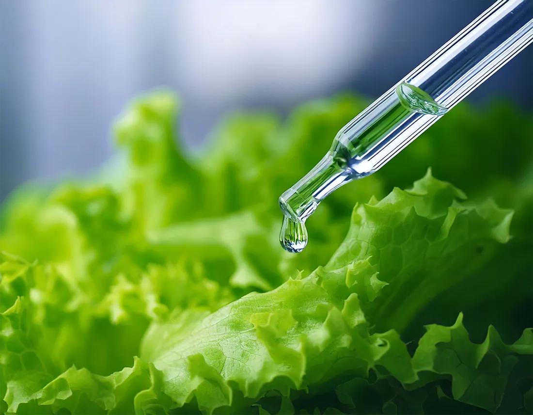 Lettuce