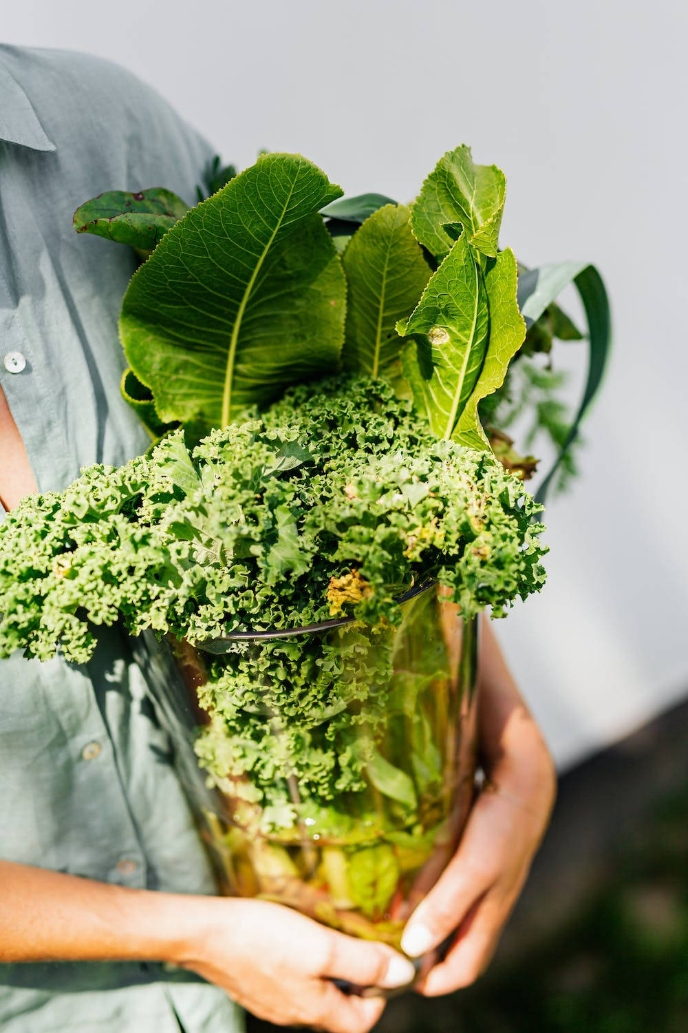 lettuce, vase, glass jar, HD Phone Wallpaper