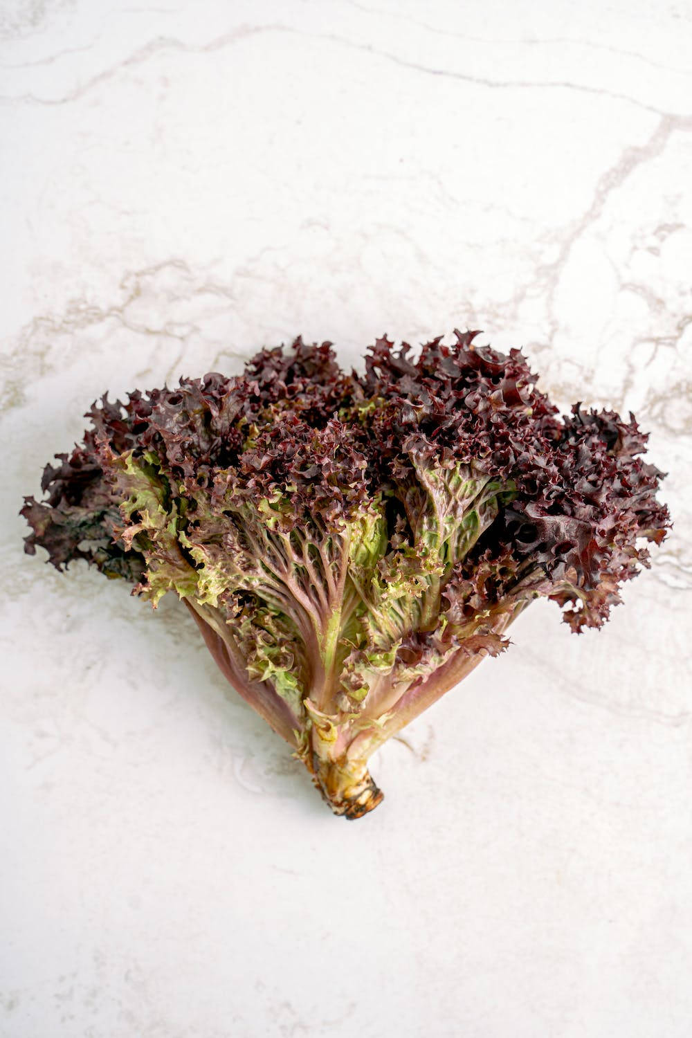 red leaf lettuce, vibrant purple frilly lettuce, green stems, HD Phone Wallpaper