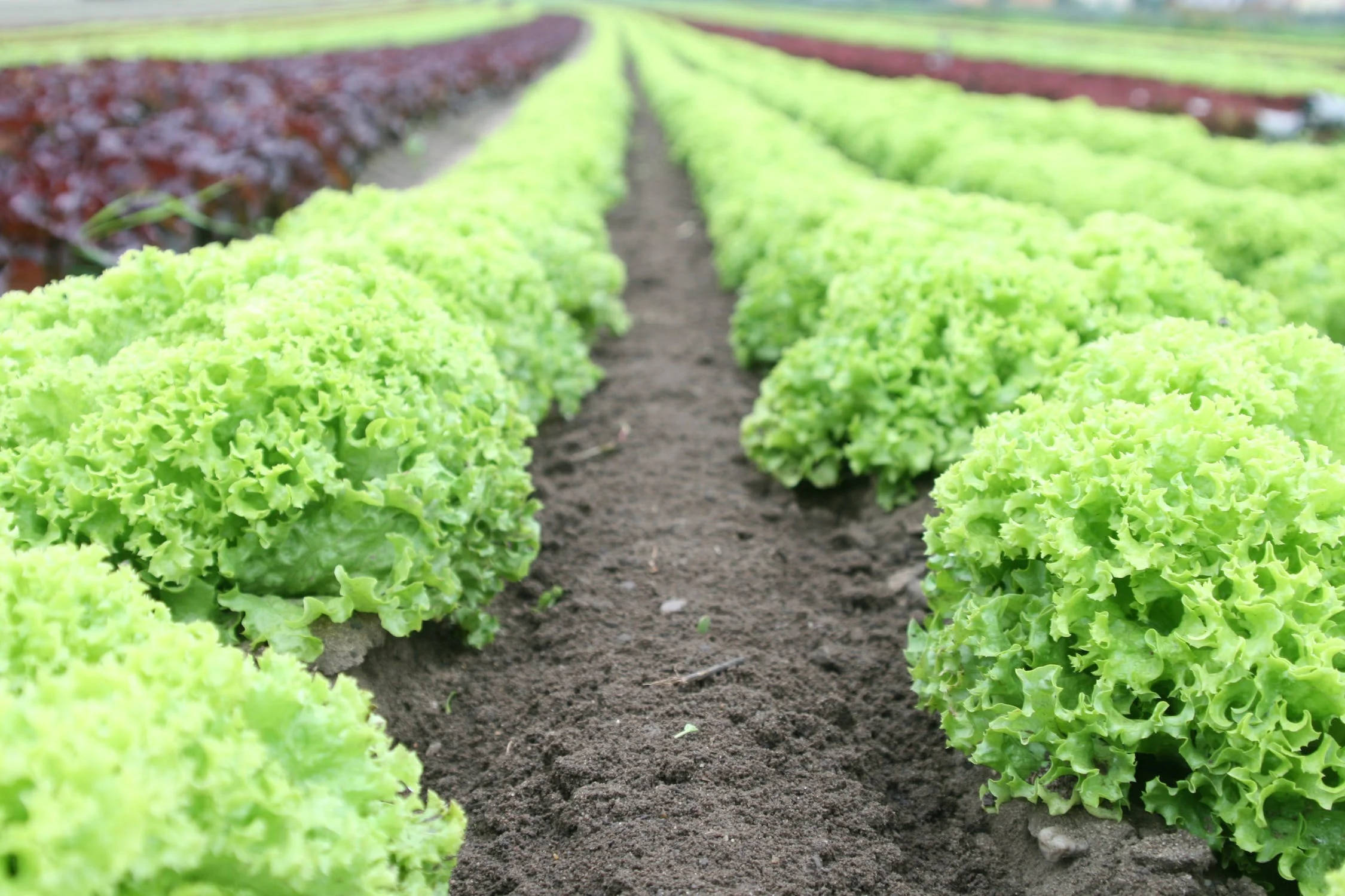 lettuce field, vibrant green, neatly organized farm field, Full HD Desktop Wallpaper