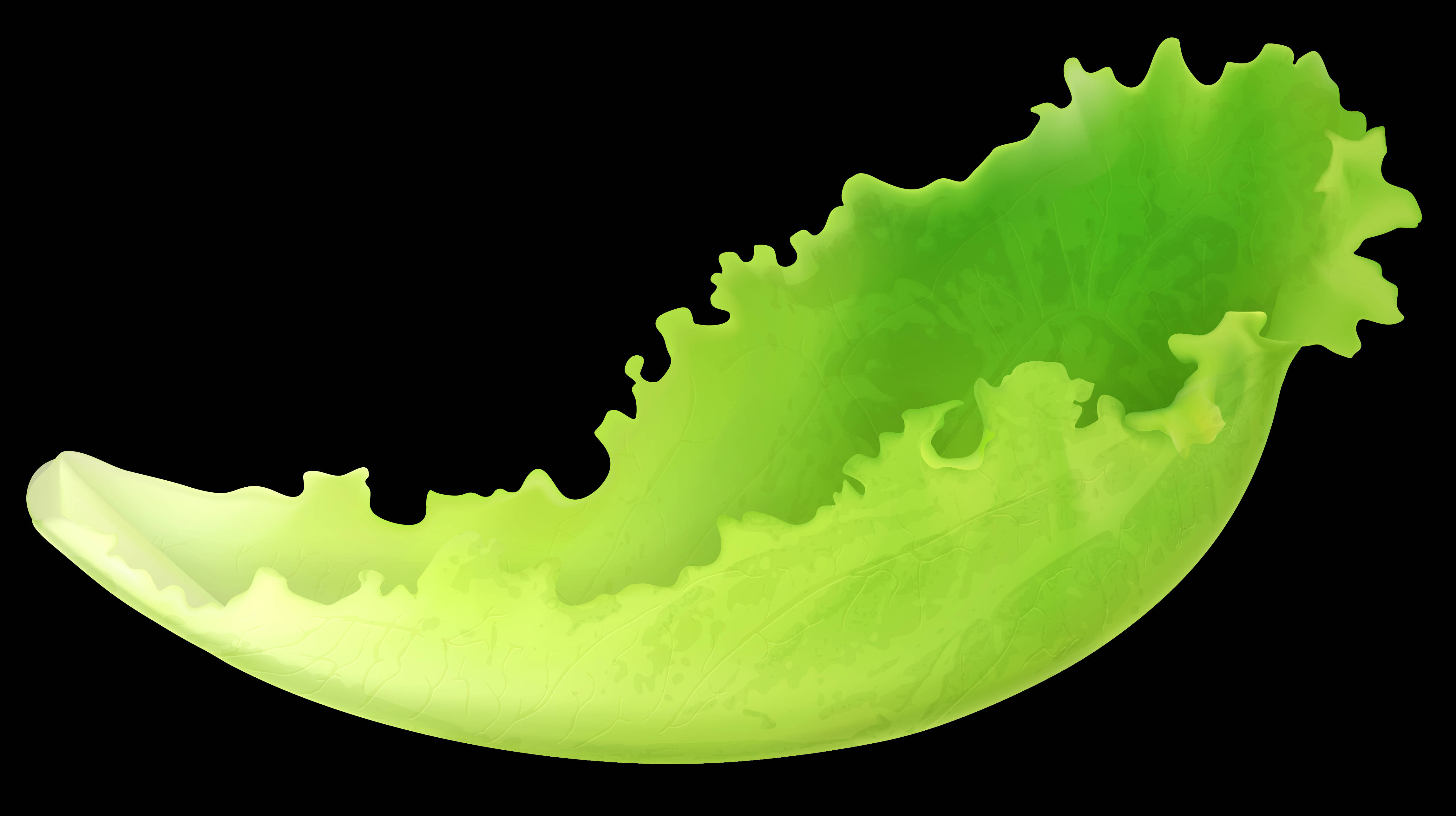 single leaf lettuce, vibrant green, ruffled edges, 4K Desktop Wallpaper