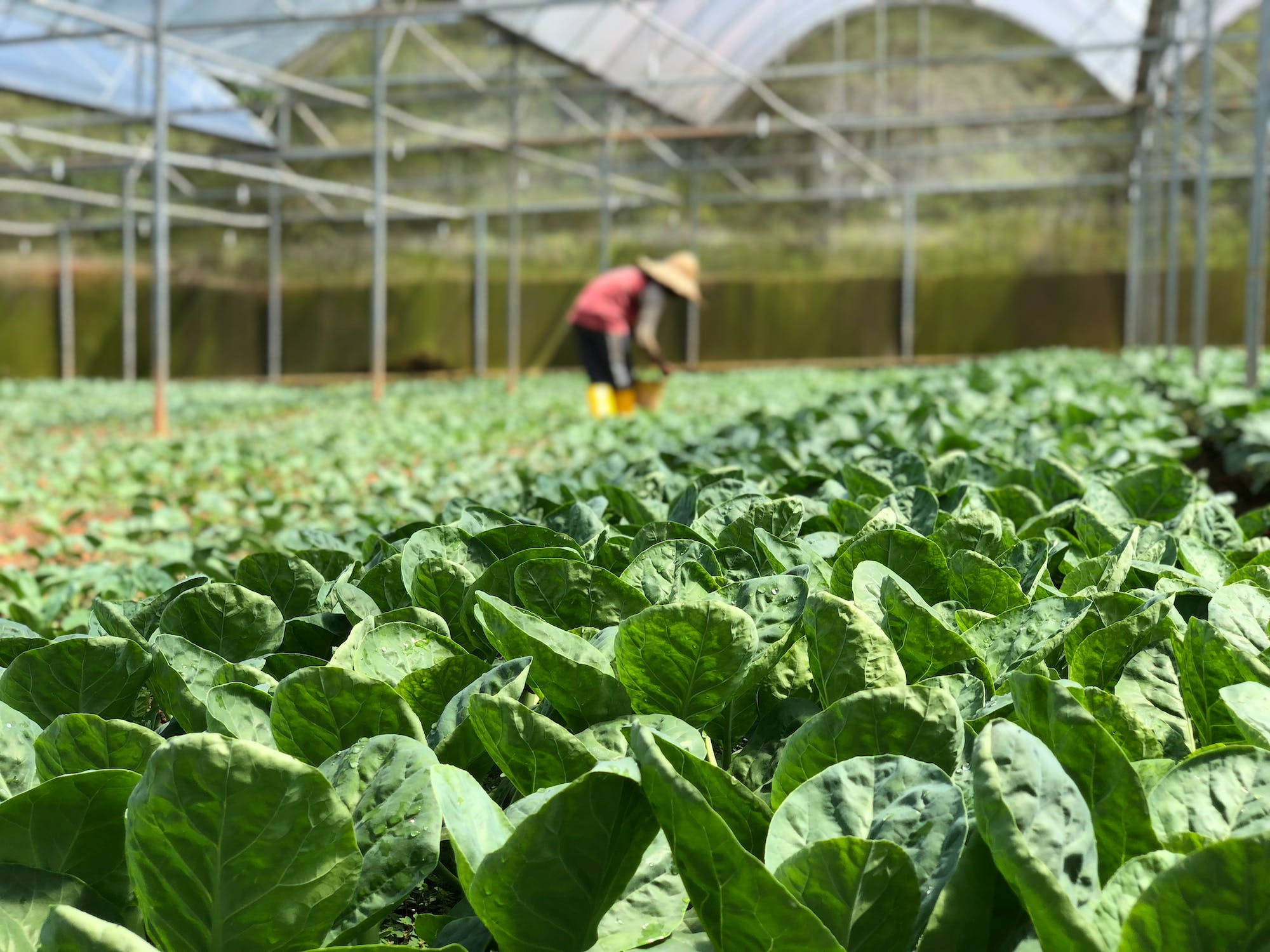 selective focus, lettuce, green leafy vegetables, Full HD Desktop Wallpaper