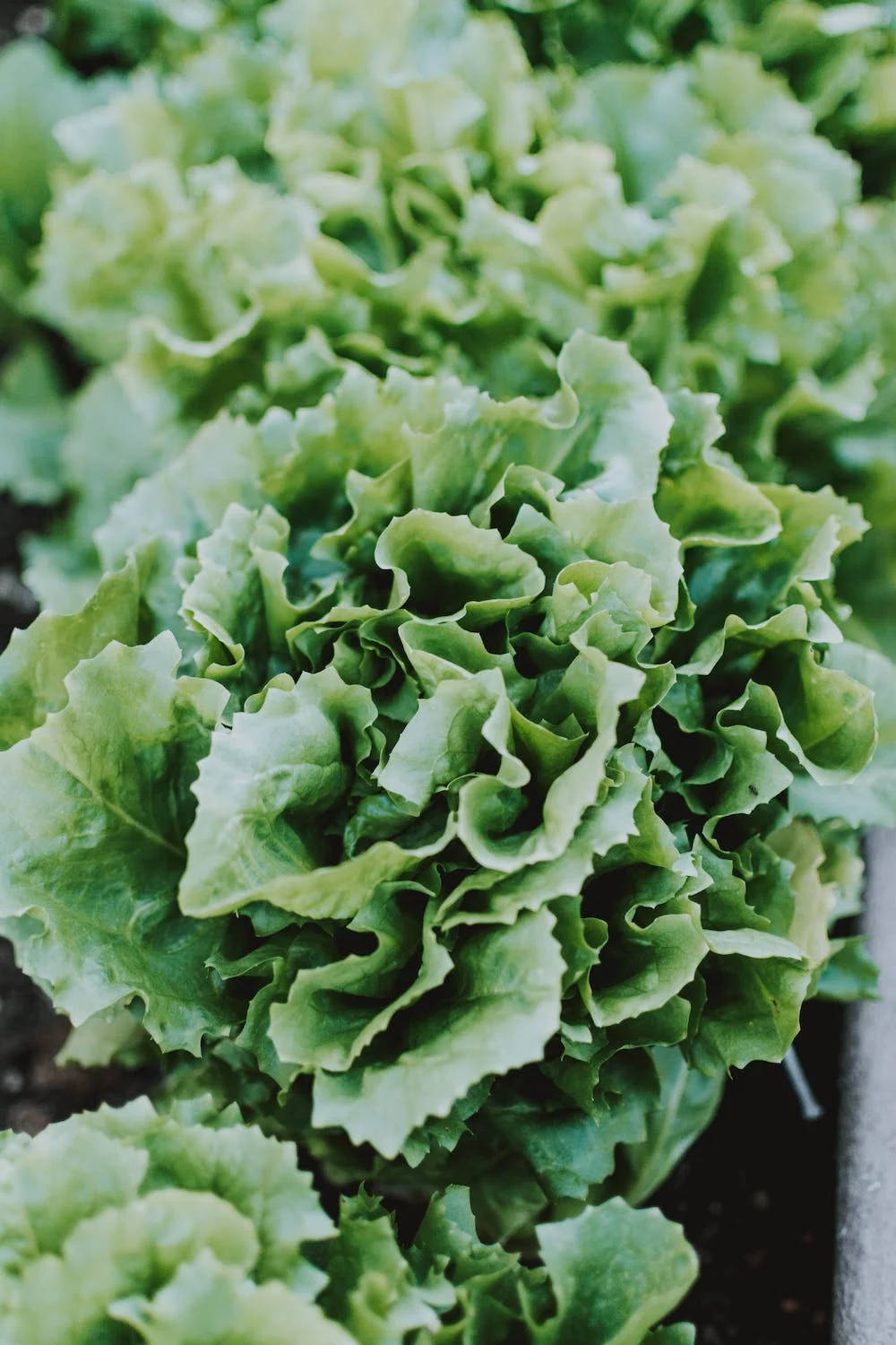 vibrant green, leafy lettuce, ruffled edges, HD Phone Wallpaper