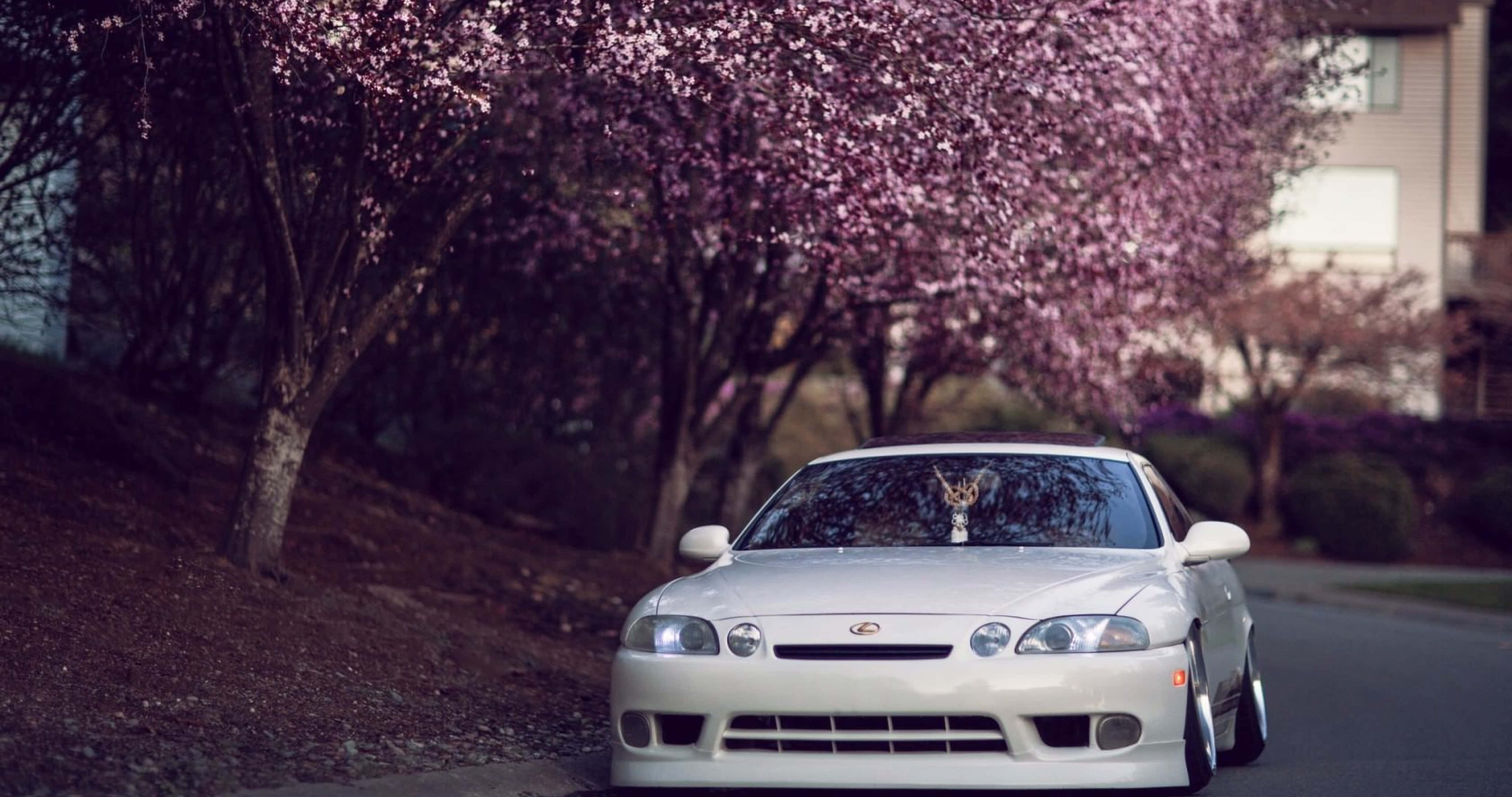 Lexus SC 300, white sports car, blooming pink cherry trees, 4K Desktop Wallpaper