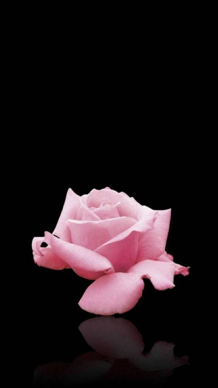 LG Phone, pink rose, reflective black surface, HD Phone Wallpaper