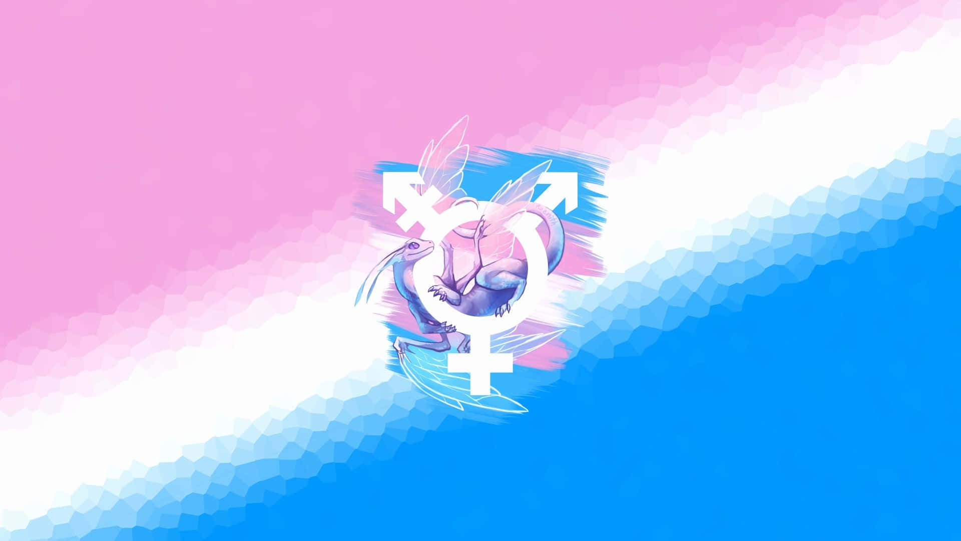 trans, transgender pride flag, dragon, Full HD Desktop Wallpaper