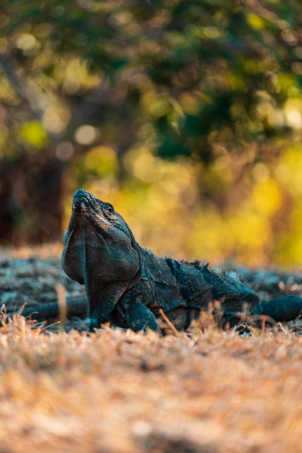 Liberia, green iguana, dry grass, HD Phone Wallpaper