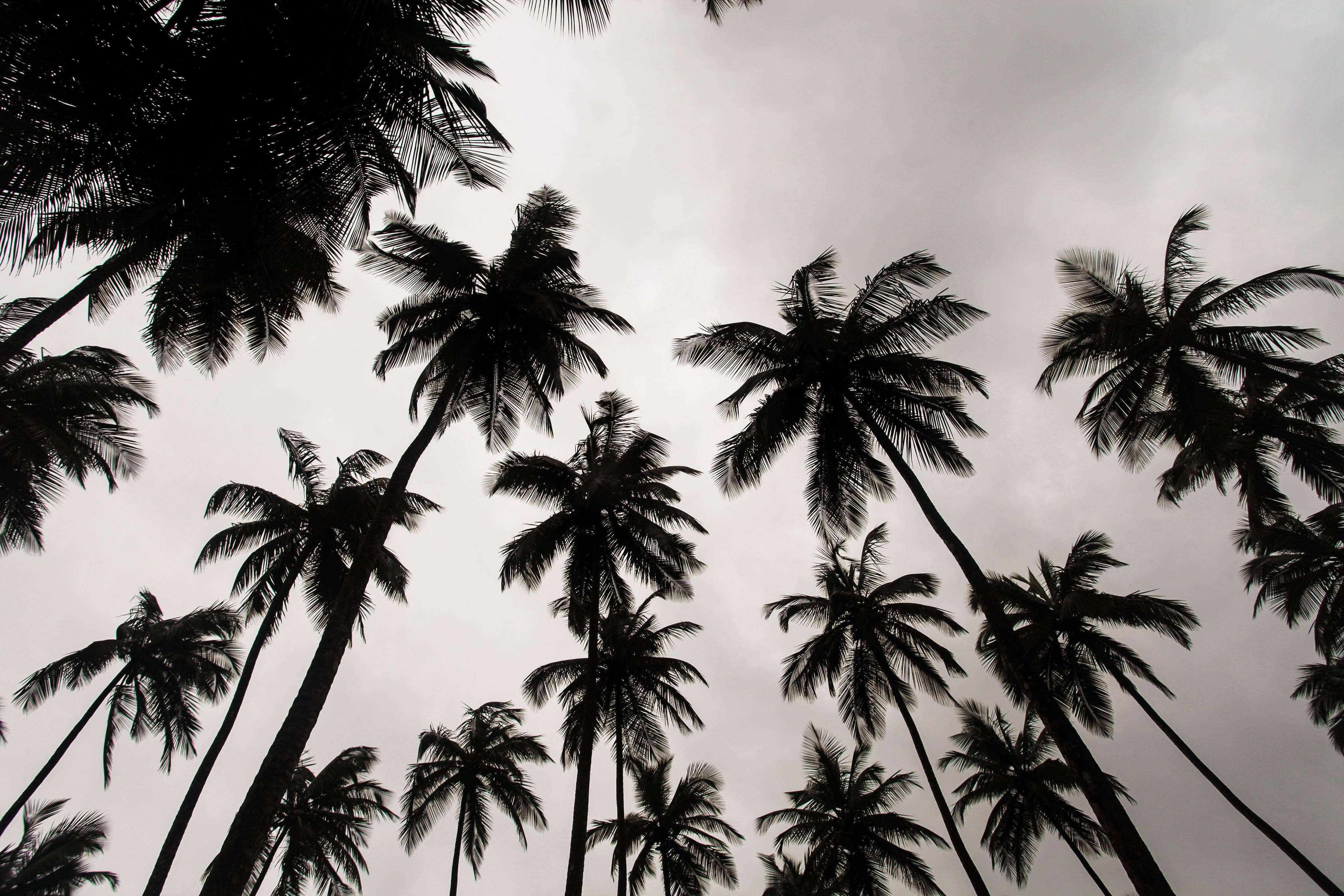 Liberia, palm trees, moody overcast sky, 4K Desktop Wallpaper
